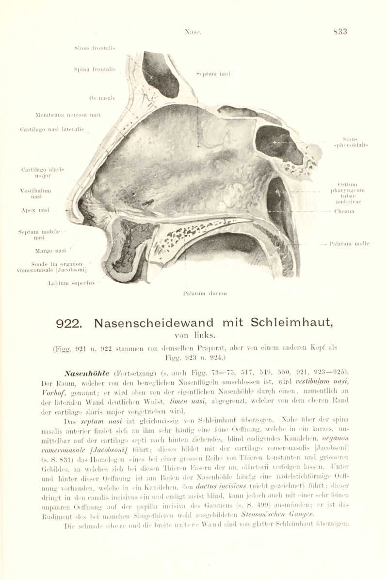 Sinus frontalis Septum nasi Septum mobile nasi Margo nasi Labium superius Spina frontalis Os nasale Membrana mucosa nasi Cartilago nasi lateralis Cart il a go alar is major Vestibulum nasi Apex nasi Sonde im organon vomeronasale [JaeobsoniJ Palatum durum Sinus sphenoidalis ()st ium pharyngeum tubae audit i van - Clioana Palatum molle 922. Nasenscheidewand mit Schleimhaut, von links. (Figg. 021 u. 922 staniinen von donisolbeu Priiparat, aber von einem andoivn lvupf als Figg. 923 u. 924.) Nasenhohle (Fortsetzang) (s. aach Figg. 73—75, 51 i, 549, 550, 921, 923—925). liar Kanin, welchor von den beweglicben Xasenfiiigeln amscblosson ist, wird vestibulum nasi, Vorhof, genannt; or wird obeli von dor oigentlielion Xasonboble darcb onion, namontlioh ail dor la tendon Wand deutlielion Waist, lime a nasi, abgogron/.t, wololior von ilom oboron Kand dor cartilago alaris major vorgotrioben wird. J>as septum nasi ist gleicbmassig von Scbloimbaat iiberzogon. Nalio iiber dor spina nasalis anterior lindot sicli an ibni sobr biinbg cine loino Oollnang, nolobo in oin kaizos, nn- mittolbar ant dor cartilago sopti nacb liinton ziobondes, blind ondigendos Kaniilcbon. organon vomeronasale [JaeobsoniJ f'iibrt; diosos bildot mit dor cartilago vmnoronasalis [.Jacobsoni| (s. S. 831) das Homologon eincs boi oinor grossoii Koibo von Tbioron kmistanton and grdssoron Gobildos, an wolebes sicb boi dioson Thioren Fasorn dor nil. olfactorii vorl'olgon lasson. Filter and hinter diesor OofTmmg ist am Kodon dor Xasonlmble biinlig oino nadolsticbibrmige Oett- nnng vorlmndon, woldie in oin Kaniilcbon. don ductus incisivus (niebt gezeiebnet) t'iibrt; dioser dringt in don canalis incisivus oin and endigt moist blind, kann joducb aucb mit oinor sobr I'oinon nnpaaron Oofl'nung aid der papilla incisiva dos Gunmens i>. h. 499) aiismiindon; oi Ft da> Rudiment dos boi manebon Sangetbioren wobl ausgebildeton Stensonsehen Canges. Dio sebmale obere and die Invito antoro Wand sind von glatter Scbleimbant iiliorzogon.