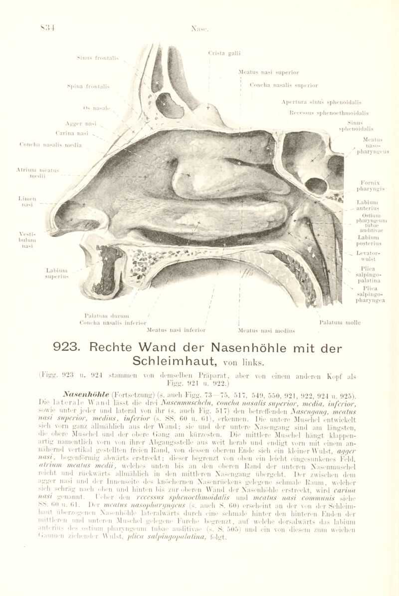 Sinus frontalis Crista galli S3 Niis.\ >pina frontalis Os nasale Atrium meatus mod ii Linien nasi Yesti- bulum nasi Labium superius Agger nasi Carina nasi v Concha nasalis media Sinus lenoidalis Meatus naso- pharyngeus Fornix pharyngis Labium anterius Ostium pbaryngeum tubae auditivae Labium poster ius Levator- wulst Plica salpingo- palatina Plica salpingo- pharyngea Palatum durum Concha nasalis inferior Palatum molle Meatus nasi inferior Meatus nasi medius 923. Rechte Wand der Nasenhohle mit der Schleimhaut, von links. (Figg. 023 u. 924 stammen ton demselbon Priiparat, aber von eineni anderen Kopf als Figg. 921 u. 922.) Nasenhohle (Fortsetzung) (s. aucli Figg. 73—75, 517, 549, 550, 921, 922, 924 u. 925). Fie lateral.' Wand liisst die divi Nasenmuschcln, concha nasalis superior, media, inferior, sowio unter .j.-der and lateral von ihr (s. aucli Fig. 517) den betreffenden JSasenrjaw), meatus nasi superior, medius, inferior (s. SS. 60 u. 01), erkennen. Die untere Musohel cntwickelt sirh vorn ganz allmiihlicli aus der Wand; sie mid der untere Nasengang sind am liingsten, die obeiv .Mnscliel und dor obeiv Gang am kiirzcsten. Die mittlere Mnscliel biingt klappen- artig nami'iitlieh vorn von ilirer Abgangsstelle aus weit lierab and endigt vorn mit einem an- mibemd vertikal gestcllten freien Hand, von (lessen oborem Fade sich ein kleinor \\Hist, upper nasi, bogenfiirmig abwiirts erstreckt; diescr begrenzt von oben ein leiclit eingesimkenes Feld, atrium meatus medii, welches unton bis an don oberen Hand der unteren Nasenmuschel reieht and riiekwiirts allmahlicli in den niittleren Nasengang iibergelit. Der zwischen deni agger nasi mid d. r Innenseitc des kndebernen Nnsonriiekens gelegene selimale Haum, welch.t si.-Ii seliriig ii:.<'li oben mid liinten bis zur oberen Wand der Nasenlii'.lde erstreckt, wird Carina nasi genannt. Felicr den recessas sphenoethmoidalis and meatus nasi communis siolie •ss- ,;0 u. 01. I)er meatus nasophurpnpeus (s. aucli S. 60) ersclicint an der von der Scbleim- liaut iiberz..geiieu Nasculiolilc lateralwiirts dureh cine sebmale liinter den liintereii Fnden der niittleren und unteren .Mnscliel gelegene Furche licgrcnzt, aid weleho dorsahviirts das labium anterius des ostium pliarvngoum tubae auditivae (s. S. 505) und ein von diesem zum weichen Gaum, n ziehi'iider \\ ilist, plica salpinpopalalina, l'olgt.