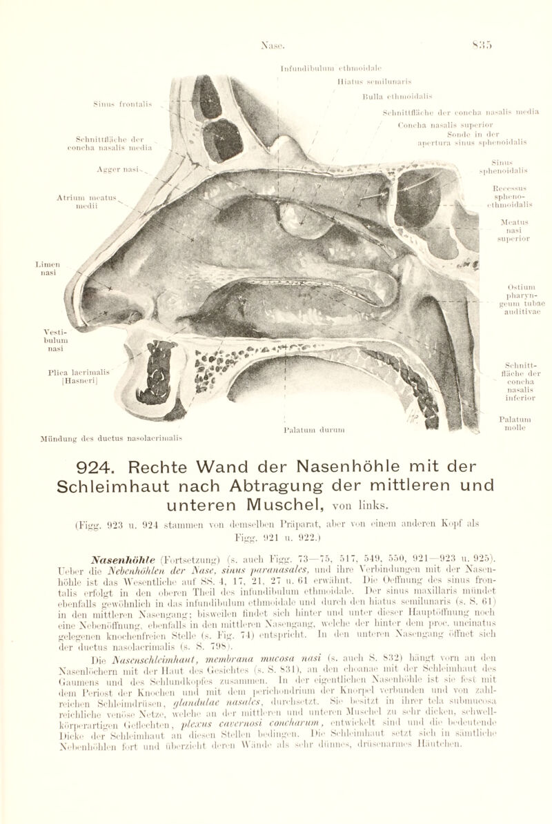 I n fundi 1ml um ethmoidale Hiatus semilunaris Meatus nasi superior Ostium pharyn- geum tubae auditivae Vesti- b ilium nasi Sinus frontalis SohnittHiuhc dor concha nasalis media Limen nasi Plica lacrimalis (HasneriJ Schnitt- fliiche der concha nasalis inferior Palatum molle Agger nasU Atrium meatus medii Miindung des ductus nasolacrimalis Palatum durum Bulla ethmoidal is Concha nasalis superior Sonde in der apcrtura sinus sphenoidalis Sinus sphenoidalis Recessus spheno- ethmoidalis 924. Rechte Wand der Nasenhohle mit der Schleimhaut nach Abtragung der mittleren und unteren Muschel, von links. (Figg. 923 u. 924 stammen von demselben Praparat, aber von eincm anderen Kopf als Figg. 921 u. 922.) Nasenhohle (Fortsetzung) (s. auch Figg. 73—75, 517, 549. 550, 921 923 u. 925). Ueber die Nebcnhohlen der JSase, sinus paranasales, uml ihro Verbiudungen mit, dm- Naseu- hohle ist das Wesentliche auf SS. 4, 17, 21, 27 u. (il erwiihnt. Die Orfthung des sinus fron¬ talis erfolgt in den oberen Theil des infundibulum ethmoidale. Der sinus maxillaris miindet ebenfalls gewblmlicli in das infundibulum ethmoidale und dureli don hiatus semilunaris (s. S. (il > in den mittleren Nasengang; biswcilen findet sieh hinter und untor dieser llauptidlnuug noeli eine Nebeniiffmmg, ebenfalls in den mittleivn Xasengang, welche der hinter dem proe. uncinatus gelegenen knochenfreien Stella (s. Fig. 74) ontspricht. In dim unteren Xasengang ..ll'net sieh der ductus nasolacrimalis (s. S. 798). Die Hascnschlcimhaut, membratia mucosa nasi (s. aucli S. S32) hiingt vorn an dim Nasenliichern mit der Haut des Gcsiclitcs (s. S. 831), an den ehoanae mit der Schleimhaut des Gaumens und des Schlundkopfes zusammen. In tier eigentlichen Nasenhohle i^t sie fest mit dem Periost dor Knochen und mit dem perichondrium der Knorpel verbunden und von zalil- rcichcn Schlcimdriisen, s/lunduluc nasalcs, durehsetzt. Sie besit/,t m ihici tda Mibmuco>a reichlieho venose Netze, welche an der mittleren und unteren DIuschel zu sehr dicken, schwoll- kiirperartigcn GeHechten, plexus cavernosi concharum, entwielmlt siml und (lie bedeutende Dickc del Schleimhaut an diesen Stellen betlingen. Die Schleimhaut setzt sieh in samtliche Ncbenhbhlen fort und iiberziidit deren Wiindc als sehr diinnes, drUsenannes lliiutchen.