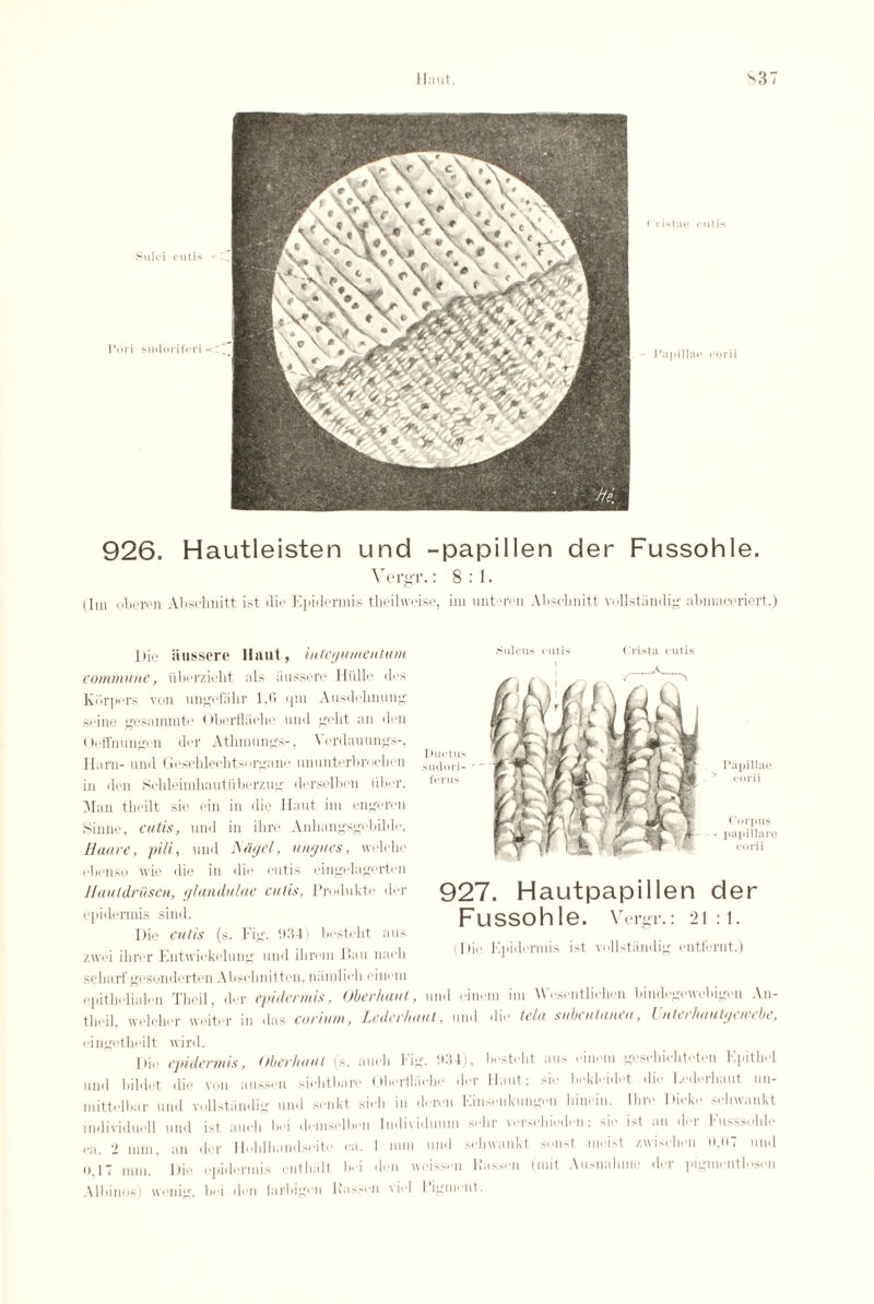 S37 926. Hautleisten und -papilien der Fussohle. Vergr.: 8:1. dm oberen Absebnitt ist die Epidermis theilweise, im unteren Absebnitt vollstiindig abmaceriert.) ''illciis cutis Crista cutis Papillae corii Corpus papiilare corii Die iiussere llaut, integumentum commune, iiberziebt als iiussere Hillle des Kbrpers von ungefabr 1,6 qm Ausdobnung seine gesammte Oberfbicbc nnd gebt an don Oeffnnngen der At! innings-, Vordauungs-, Ham- nnd Geschlechtsorgano ununterbn <chen in den Schleimhautiiberzng derselben iiber. Man theilt sie ein in die Haut ini engeren Sinne, cutis, und in ilire Anhangsgebilde, Haure, pili, und ISdgel, ungues, welehe ebonso wio die in die cutis eingelagerten llautdrusen, glandulae cutis, Produkte dor epidermis sind. Die cutis (s. Fig. 9341 bestelit aus zwei ibrer Entwickolung und ilironi llau nacli scliart gosonderton Alisclmitton, iniinlich einoni epitholialen Theil, der epidermis, Oberhaut, und oinom im Wosentlidien bimlegewebigen An- tbcil. welchor weitor in das curium, Lcderhuut, und die tela subcutanea, Unter/iautgewebe, cingethoilt wird. Die epidermis, Oberhaut (s. aucli Fig. 934), bestelit aus einem goscbieliteton Fpitlid und bildet die von ausson siebtbare OberHiiclio dor llaut; sie bekleidet die Lederliaut un- mittelbar und vollstiindig und smikt sieli in deren Einsenkungen binoin. Hire Dieke selnvankt individuoll und ist aucli boi domselbon Individuum sebr versebieden: sie ist an dor Fusssoble ca. 2 mm, an dor Hoblbandseitc ea. I mm und scbwankt sonst moist zwisebon 0,97 und o,17 mm. Die epidermis entbiilt boi don woisson Hasson (mit Ausnahmo der pigmentlosen Albinos) wenig, boi den larbigon Hasson viol 1 igniont. 927. Hautpapillen der Fussohle. Vcrgr.: 21:1. (Dio Epidermis ist vollstiindig entfernt.)