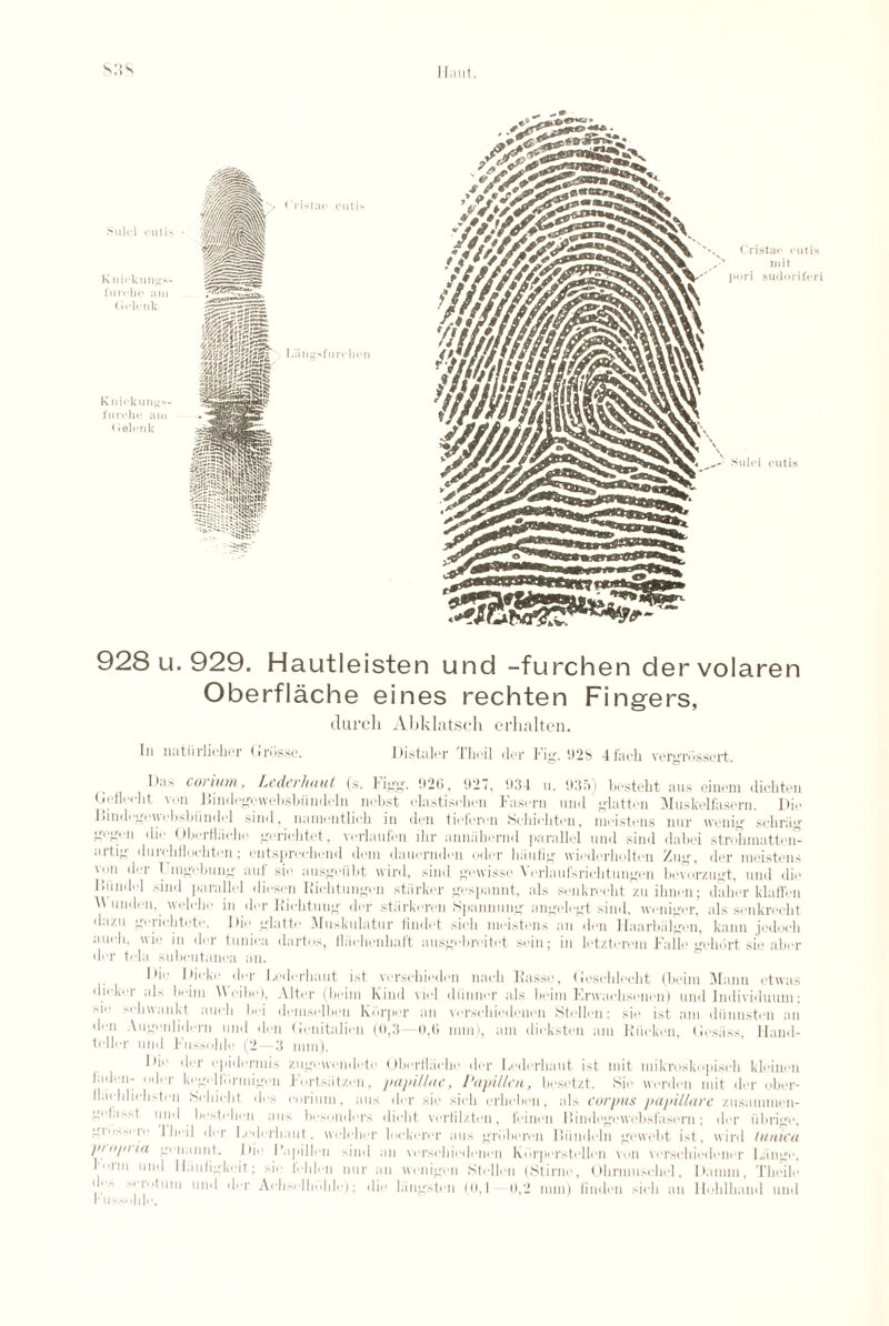 s:ts 928 u. 929. Hautleisten und -furchen dervolaren Oberflache eines rechten Fingers, (lurch Abklatsch erhalten. In natiiiiicher Grbsse. Distaler Theil der Fig. 928 4facli vergrbssert. Gas corium, Lederhaut (s. Figg. 92C, 927, 934 u. 935) besteht aus oinem dichten Geficcht von J5in degewebsbundoln nobst elastiscben Fascrn und glatten Muskelfasern. Dir Bindegewebslmndol sind, liamentlicb in den tieferen Scbicbten, moistens nur wenig sebn'ig gogvn die Oberflache gerichtet, verlaufen ihr anniibennl parallel und sind dabei strohmatten” artig durobflochten; entsprechend deni dauernden odor baufig wiederlmlten Zug, der moistens 'y'l dei I mgebung ant sie ausgeiibt wil'd, sind gewisso \eriaul'srichtungen bevorzugt, und die I>iiii111■ 1 sind parallel diesen Hiehtungeii starker gespannt, als senkrecbt zuibnen; daber klaffen W linden, welebe in der Kicbtung der stiirkeren Spannung angelegt sind. weniger, als senkrecbt dazu geriebtote. Die glatte Muskulatur iindet sicb moistens an den Haarbiilgen, kann jedocli aueli, uie in der tunica dartos, lh'iehenhaft ausgebreitet sein; in letztereiu Falle gebort sie aber der tela suboutanea an. Die I boko der Lederhaut ist verscbiedon naeb Basse, Gosehlocht (beim Manu etnas dicker als beim A\ cibe), Alter (beim Kind viol diinner als beim Erwacbsenen) und lndividuinn; sie selnvankt ancb bei demselben lvilrper an versebiedenen Stellen: sie ist am diinnsten an den Augenlidern und den Genitalien (0,3- 0,0 mm), am dicksten am Kin-ken, Gcsiiss, Hand- teller und Fussoble (2—3 nun). Dii- der epidermis zugewendete Oberfliicbe der Lederbaut ist mil niikro.skopisch kleinen laden- i>der lu-ge]lormigen Fortsiitzen, papillae, Papillen, besetzt. Sie werden mit der ober- llaebliehsten Sebicbt des corium, aus der sie sicb erbeben, als corpus papillare zusammen- gef;j| 11ii11 bestebeii aus bosonders diclit verfilzten, feinen Bindogewobsfasom : der iibrige, g11isseii■ Jbeil der Lederbaut. woh-her lockerer aus grbberen Iliimleln gewebt ist, wil'd tunica piopiia geiiannt. Die I’apillen sind an versebiedenen Kbrperstellen von verscbiedener Liinge, l,n ul1^ Ibiuligkeit; sie f'eblen nur an wenigen Stellen (Stirne, Obrnmscbel, Damm, Tbeile ' •' .. ul11^ 'Gr Acbselliiible); die langsteii (o,l 0,2 mm) linden sicb an Hoblband und I- llssohle.