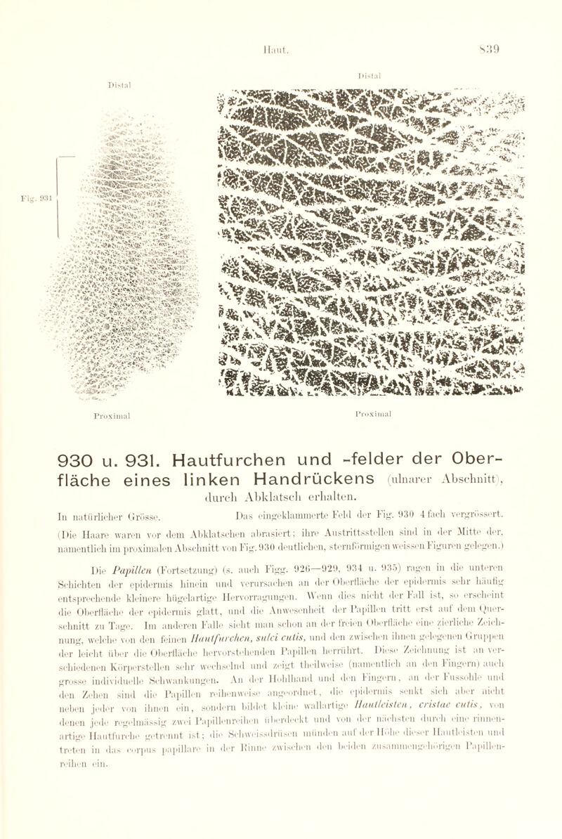 Ilaut. I-ig. 931 • x s:>,9 Distal -«S»-. '• rv. XV , Avj'l .» M.V.sWl.t,, ;v*^£iBSwasi**.  •>•'SS&o^ME&.k * i ,- “?>*** . • ' . ;A ,/aV ' .;Av,’;’ V Distal Proximal Proximal 930 u. 931. Hautfurchen und -felder der Ober- flache eines linken Handruckens (ulnarer Abschnitt), (lurch Abklatsch erlialten. In nattirlicher Grosso. Das eingeklammerte Feld dor Fig. ‘.130 4 fac-h vergrnssert. (Die Haare waren vor deni Abklatscben abrasiert; ihro Austrittsstollen sind in dor Mitto doi. uamentlich ini proximalon Abselinitt von Fig. 930 deutliehen, stern fiirmigen weissonFiguren gologon.) Die Pupillen (Fortsetznng) (s. anch l'igg. 920—929, 934 n. 935) ragon in die untoivn Sohichten dor epidermis hinein und vorursachen an dor Oberllaebe dor epidermis sehr baufig entsprecbende kloinero biigelartige Ilervorragungon. A\onn dies audit dor ball ist, so oisohoint die OberHindie dor epidermis glatt, und die Anwesonbeit dor Fapillon tritt erst auf dem Quor- sobnitt zu Tage. Im anderen Fallo siobt man sclion an dor froien Oborfliiobt' oino zierlicbe Zeicb- nung, welcbe von don feinen llautfurcken, sulci cutis, und don zwiseben ilmen gologenou Gruppen dor leiidit iiber die Oberflacbe bervorstebendon Fapillon berriibrt. Dioso Zoitdmung ist an vor- sebiedenen Kbrperstellen sehr wecbsolnd und zeigt tbeilweise (namontlitdi an den Fingorn) aueb grosse individuello Scbwankungen. An dor Iloblband und don Fingorn, an dor Fussoblo und don Zobon sind die Fapillon reihenweise angoordnet, die epidermis senkt Gob aber niebt nebon jodor von ilmen ein, sondern bildot kloino wallarlige Haut/cisten, cristac cutis, von denon jede rogolmiissig zwei Fapillenroibon iiberdoekt und von dor niiobsten dureli oino rinnon- artige Hautfurelio gotiviint ist; die Scbwoissdriisen miinden auf dor Ibilio diesor Hautloiston und treton in das oorpus papillare in der Kinno zwiseben den beiden zusanmiengelmrigen Fapillen- reiben ein.