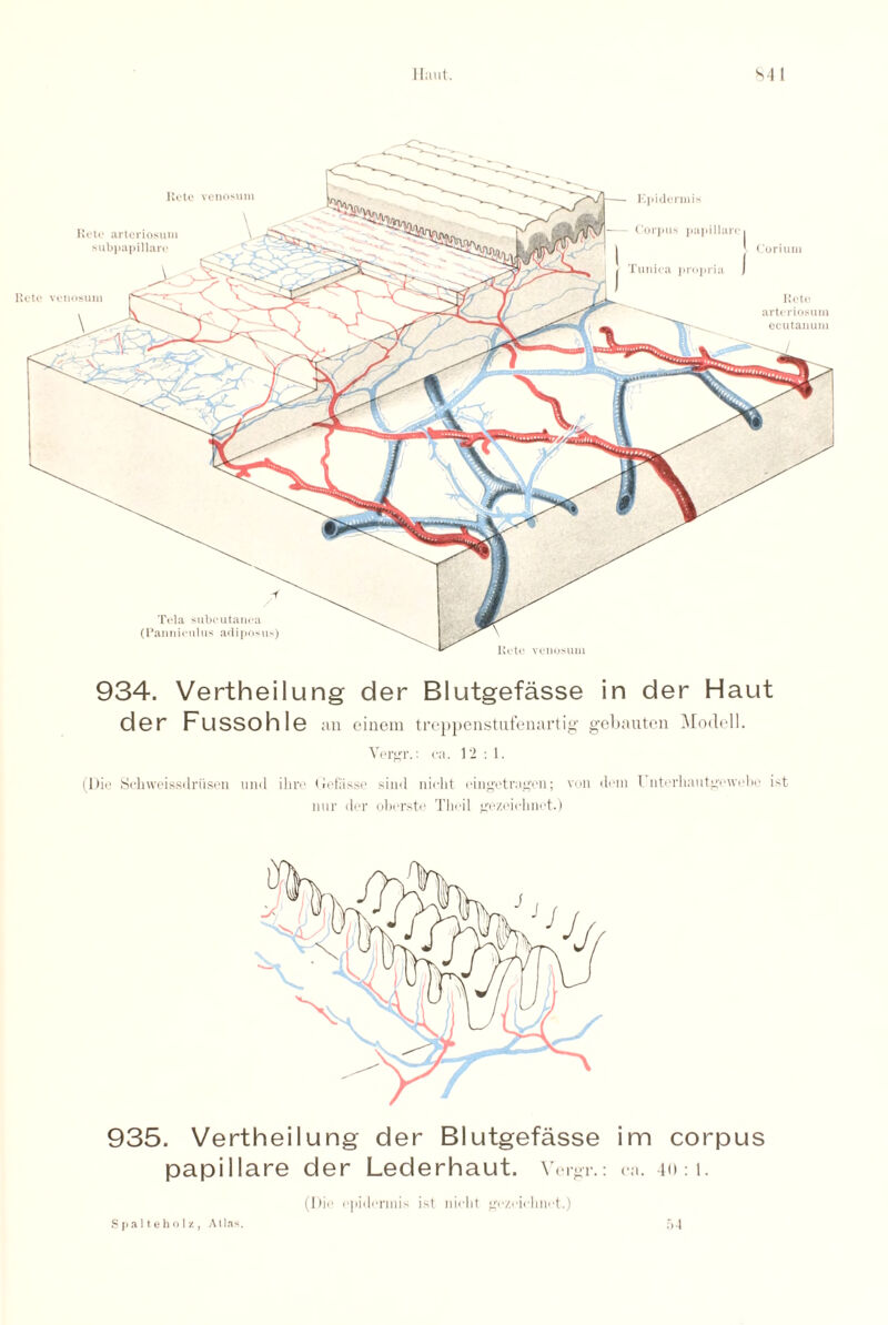Tela subcutanea (Panniculus adipnsus) Koto veuosuru Epidermis Corpus papillarc Coriuni litmca propria Rote arteriosum ecutanum Rete venosum 934. Vertheilung der Blutgefasse in der Haut der Fussohle an einem treppenstufenartig gebauten Model!. Vergr.: ca. 12 : 1. (Dio Schweissdriisen und ihro (reias.se sind nieht eingetragen; von dem L ntorhantgewebc ist nur dor oborste Thoil gezeielmot.) 935. Vertheilung der Blutgefasse im corpus papillare der Lederhaut. Vergr.: ca. 4<> : 1. (Die epidermis ist nielit gozoiebnet.) Spaltebolz, Atlas.