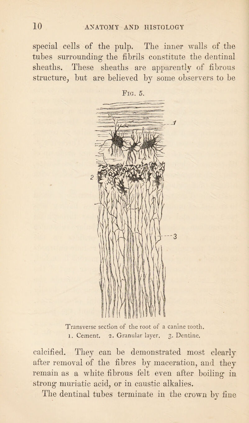 special cells of the pulp. The inner walls of the tubes surrounding’ the fibrils constitute the dentinal sheaths. These sheaths are apparently of fibrous structure, hut are believed by some observers to be Fig. 5. Transverse section of the root of a canine tooth, i. Cement. 2. Granular layer. 3. Dentine. calcified. They can be demonstrated most clearly after removal of the fibres by maceration, and they remain as a white fibrous felt even after boiling’ in strong' muriatic acid, or in caustic alkalies. The dentinal tubes terminate in the crown by fine