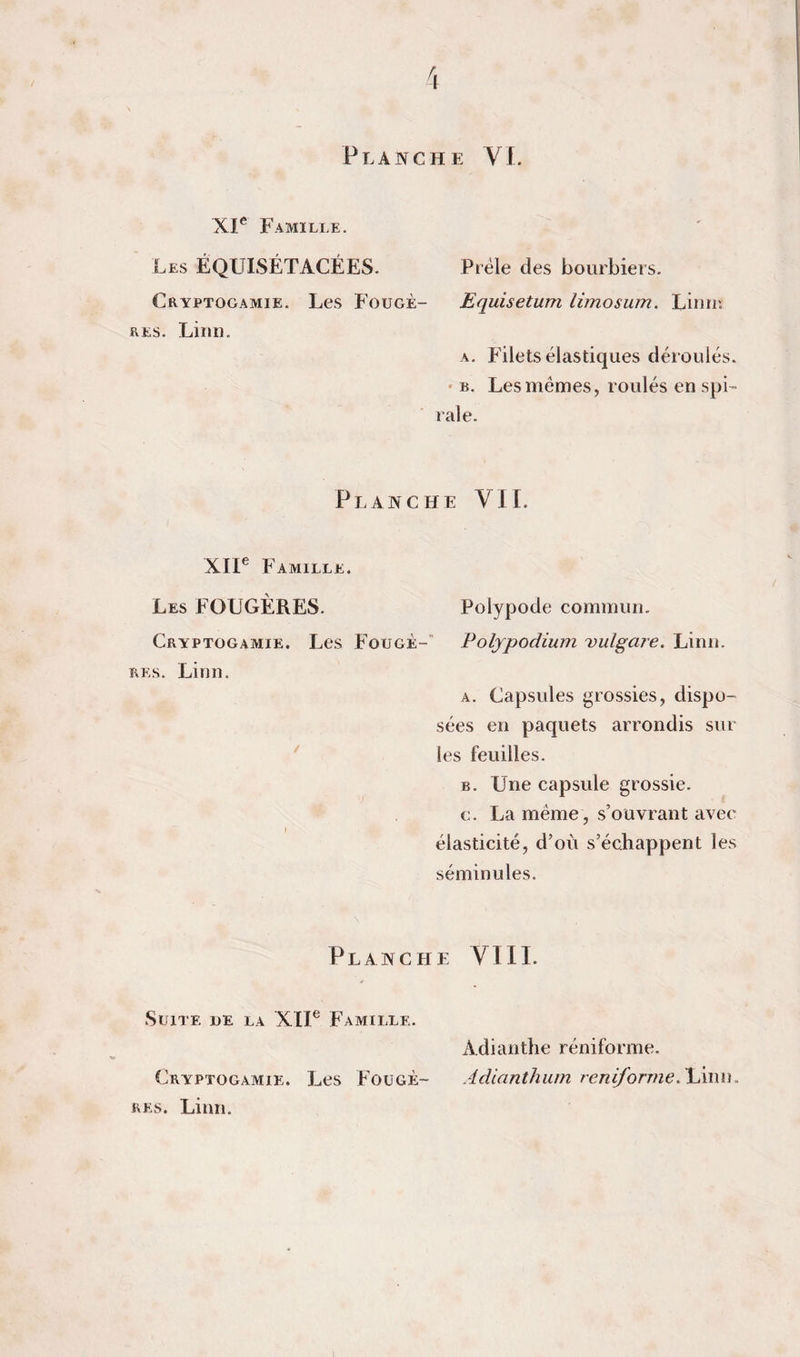 Planche Y J, XP Famille. Les ÉQUISÉTACÉES. Prèle des bourbiers. Cryptogamie. Les Fougè- Equisetum limosum. Liiur. RES. Liim. A, Filets élastiques déroulés. ■ B. Les mêmes, roulés en spi¬ rale. Planche VIL XII® Famille. Les fougères. Polypode commun. Cryptogamie. Les Fougè-' Polypodium vulgare. Linn. RES. Linn. A. Capsules grossies, dispo¬ sées en paquets arrondis sur les feuilles. B. Une capsule grossie. c. La même , s’ouvrant avec » élasticité, d’où s’échappent les séminules. Planche YIII. Suite ue la XII® Famille. Adianthe réniforme. Cryptogamie. Les Fougè- Adianthum renlforme,\i\i\u. RES. Linn.