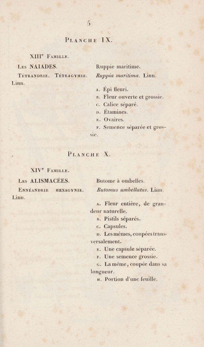 Planche IX. XIIP Famille. Les naïades. Ruppie maritime. Tétrandrie. Tétragymie. Ruppia maritima. Liim. Linii. A. Épi fleuri. B. Fleur ouverte et grossie. G. Calice séparé. I). Étamines. E. Ovaires. F. Semence séparée et gros¬ sie. Planche X. XIV® Famille. Les ALISMACÉES. Ennéandrie hexagynie. Linn. Butome à ombelles. Butornus umbellatus. Linn. A. Fleur entière, de gran¬ deur naturelle. B. Pistils séparés. c. Capsules. D. Les mêmes, coupées trans¬ versalement. E. Une capsule séparée. F. Une semence grossie. G. La même, coupée dans sa longueur. H. Portion d’une feuille.