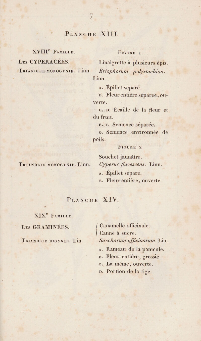 / Planche XIII. XVIir Famille. Figure i. Les CYPERACÉES. Linaigrette à plusieurs épis. Triandrie monogynie. Linn. Eriophorum poljstachion. Linii. A. Epillet séparé. B. Fleur entière séparée, ou¬ verte. G. D. Écaille de la fleur et du fruit. E. F. Semence séparée. G. Semence environnée de poils. Figure 2. Souchet jaunâtre. Triandrie monogynie. Linn. Cyperus Jlavescens. Linn. A. Épillet séparé. B. Fleur entière, ouverte. Planche XIV. XIX® Famille. Les graminées. ( Canamelle officinale. I Canne à sucre. Triandrie dtgynie. Lin. Saccharum ofjicinaj'um. Lin. A. Rameau de la panicnle. B. Fleur entière, grossie, c. La même, ouverte. n. Portion de la tige.