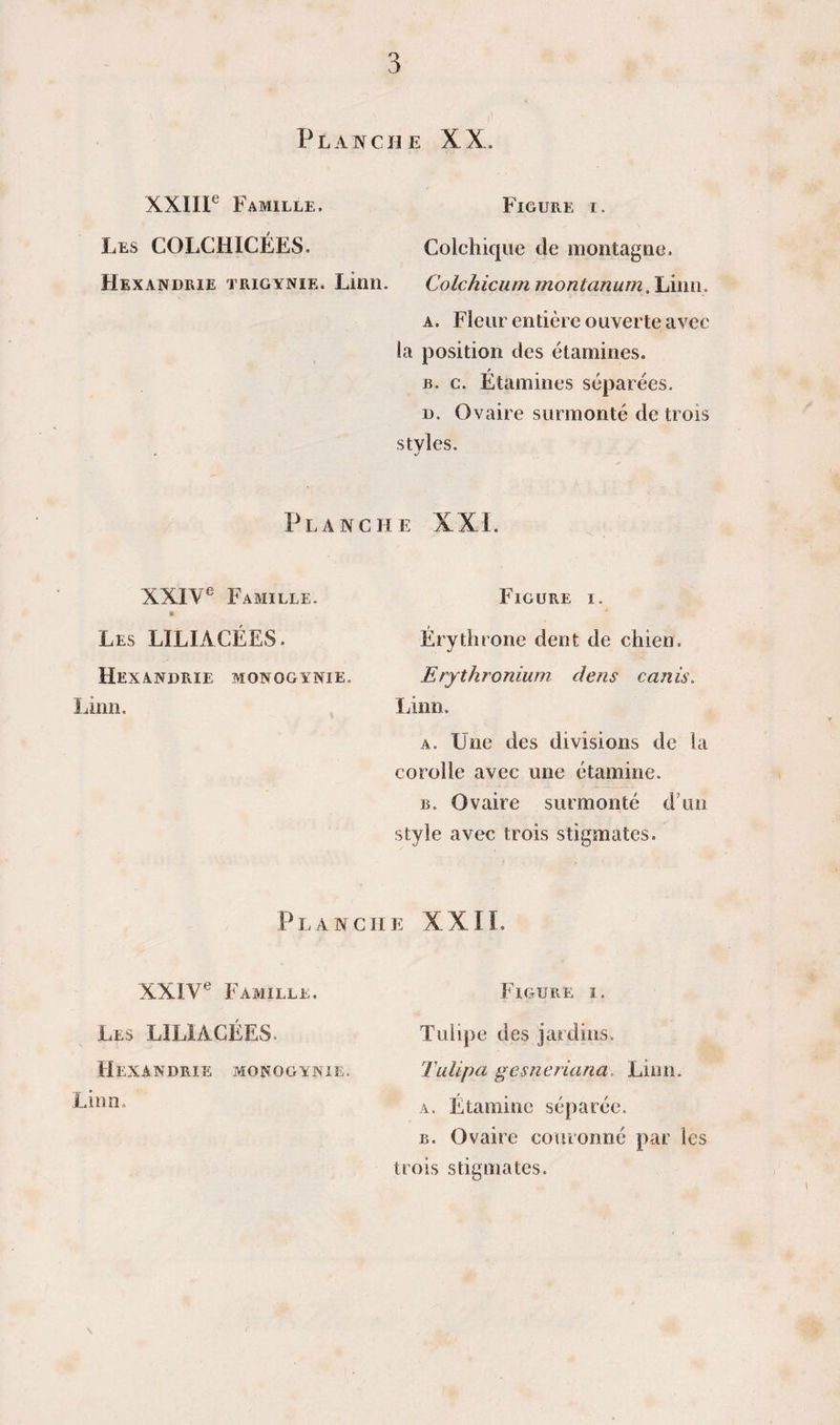 3 Planche XX. XXIIP Famille. Figure i. Les COLCHICÉES. Colchique de montagne. Hexandrie trigynie. Linn. Colchiciimmontanum.'huni. A. Fleur entière ouverte avec la position des étamines. B. c. Étamines séparées. D. Ovaire surmonté de trois stvles. Planche XXL XXIV® Famille. Les LILIACÉES. Hexandrie monogynie. Linn. Figure i. Érythrone dent de chien. Erythronium dens canis. Linn. A. Une des divisions de la corolle avec une étamine. B. Ovaire surmonté d’un style avec trois stigmates. Planche XXIL XXIV® Famille. Les LILIACÉES. Hexandrie monogynie. Linn. Figure i. Tulipe des jardins. TuUpa gesneriana, Linn. A. Étamine séparée. B. Ovaire couronné par les trois stigmates.