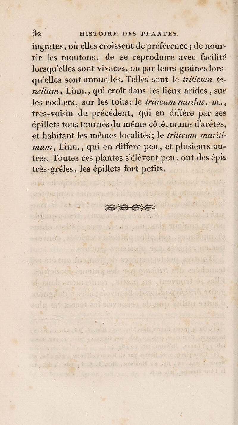 ingrates, où elles croissent de préférence ; de nour¬ rir les moutons, de se reproduire avec facilité lorsqu’elles sont vivaces, ou par leurs graines lors¬ qu’elles sont annuelles. Telles sont le triticum te- nellum, Linn., qui croît dans les lieux arides , sur les rochers, sur les toits; le triticum nardus, dc., très-voisin du précédent, qui en diffère par ses épillets tous tournés du même côté, munis d’arêtes, et habitant les mêmes localités ; le triticum mariti- mum, Lirm., qui en diffère peu , et plusieurs au¬ tres. Toutes ces plantes s’élèvent peu, ont des épis très-grêles, les épillets fort petits.