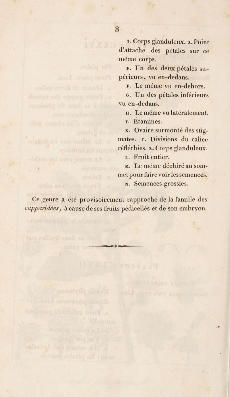 I. Corps glanduleux. 2.Point d’attache des pétales sur ce même corps. E. Un des deux pétales su¬ périeurs, vu en-dedans. F. Le meme vu en-dehors. G. Un des pétales inférieurs vu en-dedans. H. Le même vu latéralement. I. Étamines. K. Ovaire surmonté des stig¬ mates. I. Divisions du calice réfléchies. 2. Corps glanduleux. L. Fruit entier. M. Le même déchiré au som¬ met pour faire voir lessemences. N. Semences grossies. Ce genre a été provisoirement rapproché de la famille des capparidées, à cause de ses fruits pédicellés et de son embryon.