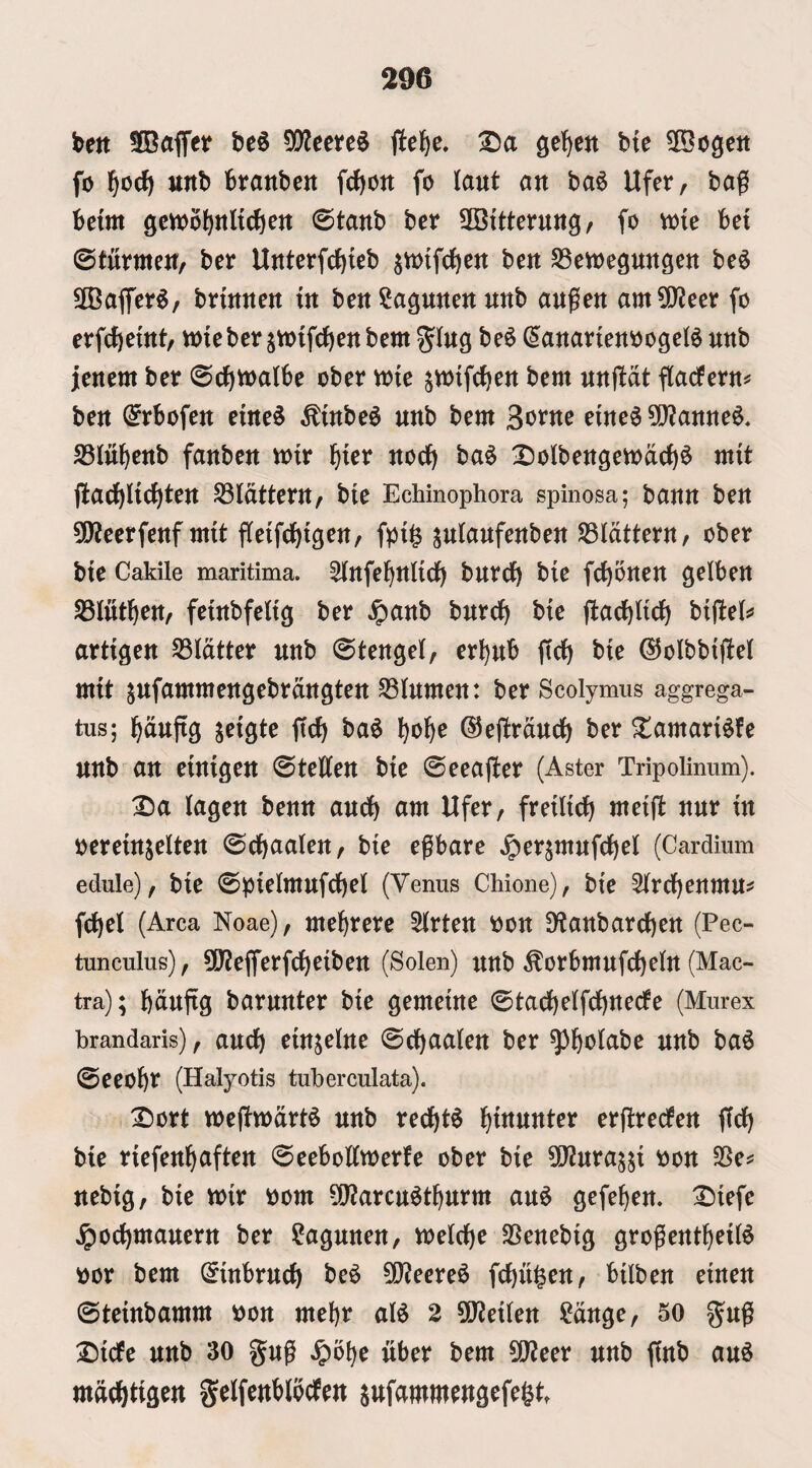 ten SBaffet be^ ^eei*e§ :©a ge^en bte ^[Bogcn fo l^oc^ «nb kanbett fd)on fo laut an ba6 Ufer, bag beim geboo^nltd&en ©tanb bet ^Bttterung, fo tote bet ©turmen/ ber Unterfcbteb s't)tfc()en ben SSetoepngen be6 SKaffer^, brinnen in benSapnennnb angen am5i)?eer fo erf(f)etnt, toieber jtoifcbenbem %inQ be6 (^anamnoogel^ nnb jenem ber ©c^toalbe ober toie ^totfc^en bem nngdt gacfern^ ben ^rbofen eine^ ^tnbe^ nnb bem S'^^tte eine6 ?!}?anne6, S5ln^enb fanben toir i)ter noct) ba$ X)olbengetodcf)^ mit jlac^Iid^ten S3ldttern/ bie Echinophora spinosa; bann ben ^D'Jeerfenf mit geifd^igen, fpig planfenben SSidttern/ ober bie Cakile maritima. Stnfe^niid^ bnrcb bie fc^bnen gelben SBIittl^en/ feinbfelig ber jpanb bnrcb bie (lacblid^ bigel^ artigen SSIdtter nnb ©tenge!, erl)nb gcf) bie ©olbbtgel mit pfammengebrdngten S3!nmen: ber Scolymus aggrega- tus; ^dngg s^igte gc^ ba^ ^ol^e ©egrdncb ber ^amari^fe nnb an einigen ©tegen bie ©eeager (Aster Tripolinum). Da (agen benn ancb am lifer/ freilid^ meig nnr in oereinjelten ©cbcialen/ bie egbare ^er^mnfcge! (Cardium edule)/ bie ©pielmnfcgel (Venus Chione)/ bie Slrd^enmU:? fct)el (Area Noae), me^rerc 5Irten oon Sytanbarcben (Pec- tunculus)/ 5[)?egerfc^eiben (Solen) nnb ^orbmnfci)e(n (Mac- tra); bdngg barnnter bie gemeine ©tacbelfcbnecfe (Murex brandaris) / ancb einjelne ©egaaten ber ^l^otabe nnb ba§ ©ecobr (Halyotis tuberculata). Dort voegoodrt^ nnb redt)t$ t^innnter ergreefen gdf) bie riefent>aften ©eebogtoerfe ober bie 50?nra^^i oon SSe^ nebig, bie toir oom ^aren^t^nrm an^ gefe^en. Diefe jpoc^manern ber ?agnnen, toelcge SBenebig grogentf)ei!^ oor bem ^inbrneg be^ 5Q?ecre^ febitgen/ bilben einen ©teinbamm oon mebr aU 2 5[y?ei!en i^dnge/ 50 gng Dicfe nnb 30 gng ^o^e gber bem S!J?eer nnb gnb an6 maebtis^u gelfenblbcfen pfammrngefe&t.