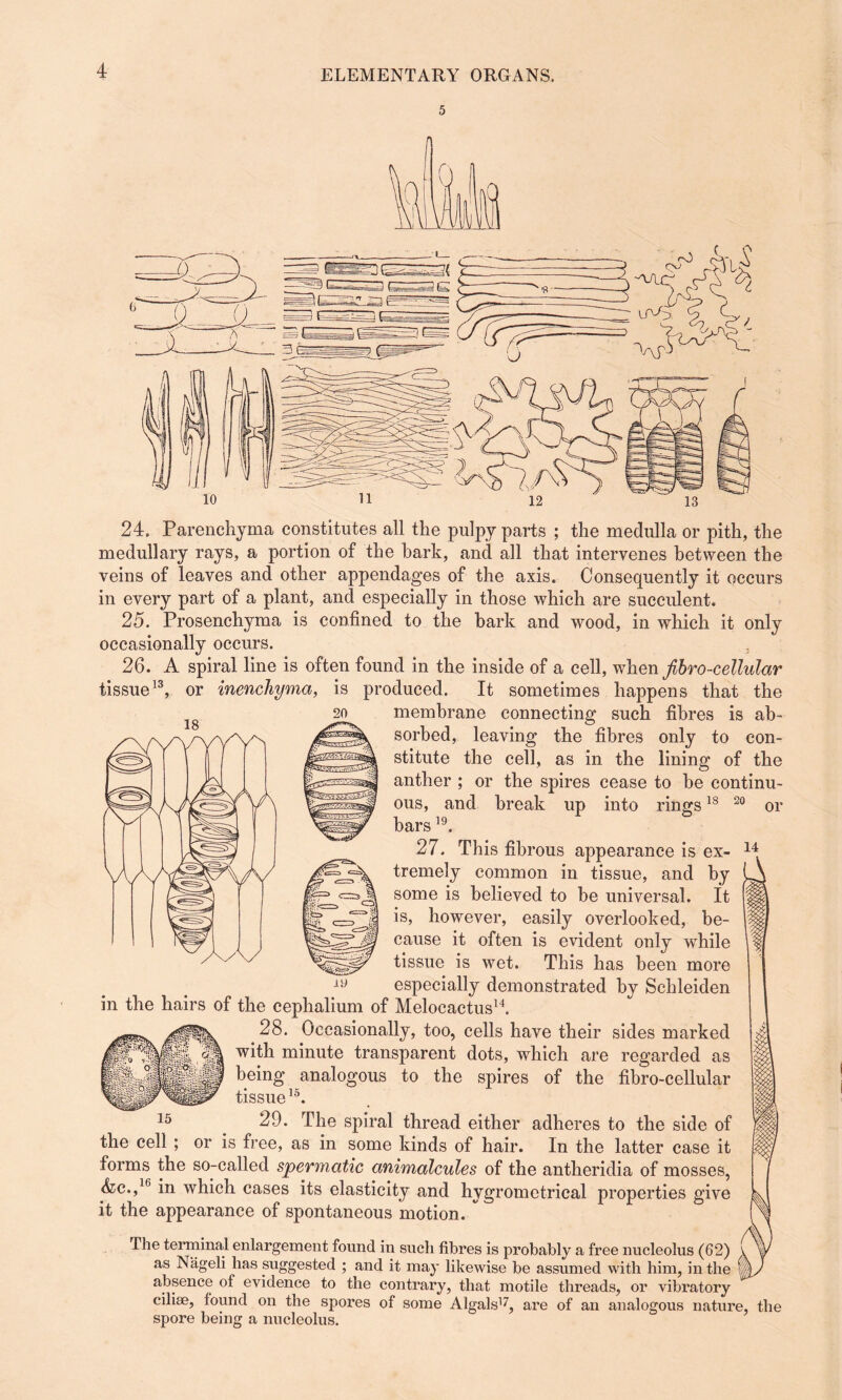 5 or 24. Parenchyma constitutes all the pulpy parts ; the medulla or pith, the medullary rays, a portion of the bark, and all that intervenes between the veins of leaves and other appendages of the axis. Consequently it occurs in every part of a plant, and especially in those which are succulent. 25. Prosenchyma is confined to the bark and wood, in which it only occasionally occurs. 3 26. A spiral line is often found in the inside of a cell, when fibro-cellular tissue13, or inenchyma, is produced. It sometimes happens that the membrane connecting such fibres is ab¬ sorbed, leaving the fibres only to con¬ stitute the cell, as in the lining of the anther ; or the spires cease to be continu¬ ous, and break up into rings18 20 bars19. 27. This fibrous appearance is ex- 14 tremely common in tissue, and by some is believed to be universal. It is, however, easily overlooked, be¬ cause it often is evident only while tissue is wet. This has been more especially demonstrated by Schleiden in the hairs of the cephalium of Melocactus14. 28. Occasionally, too, cells have their sides marked with minute transparent dots, which are regarded as being analogous to the spires of the fibro-cellular tissue15. 29. The spiral thread either adheres to the side of the cell ; or is free, as in some kinds of hair. In the latter case it forms the so-called spermatic animalcules of the antheridia of mosses, &c.,1(> in which cases its elasticity and hygrometrical properties give it the appearance of spontaneous motion.” The terminal enlargement found in such fibres is probably a free nucleolus (62) . as Nageli has suggested ; and it may likewise be assumed with him, in the absence of evidence to the contrary, that motile threads, or vibratory cilise, found on the spores of some Algals17, are of an analogous nature, the spore being a nucleolus.