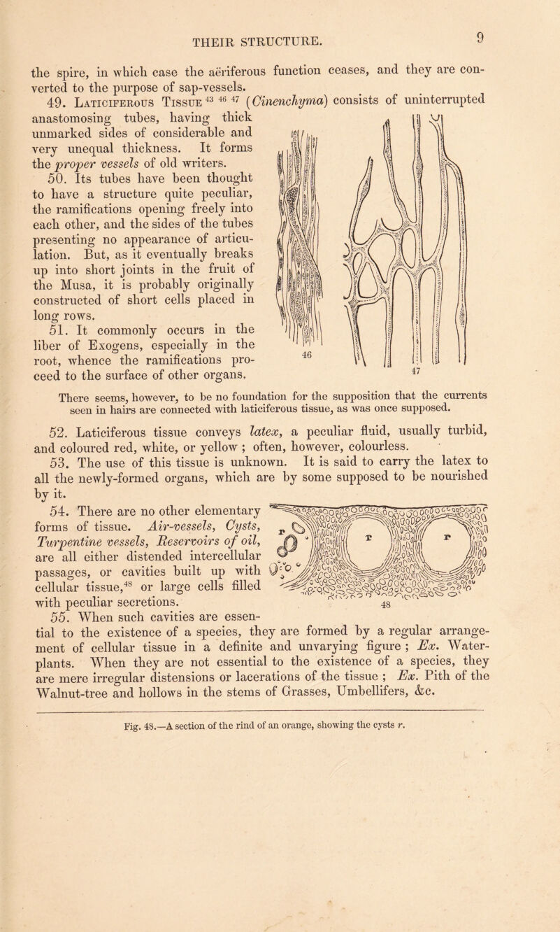 the spire, in which case the aeriferous function ceases, and they are con¬ verted to the purpose of sap-vessels. 49. Laticiferous Tissue 43 46 47 (Ginenchyma) consists of uninterrupted anastomosing tubes, having thick unmarked sides of considerable and very unequal thickness. It forms the proper vessels of old writers. 50. Its tubes have been thought to have a structure quite peculiar, the ramifications opening freely into each other, and the sides of the tubes presenting no appearance of articu¬ lation. But, as it eventually breaks up into short joints in the fruit of the Musa, it is probably originally constructed of short cells placed in long rows. 51. It commonly occurs in the liber of Exogens, especially in the root, whence the ramifications pro¬ ceed to the surface of other organs. There seems, however, to be no foundation for the supposition that the currents seen in hairs are connected with laticiferous tissue, as was once supposed. 52. Laticiferous tissue conveys latex, a peculiar fluid, usually turbid, and coloured red, white, or yellow ; often, however, colourless. 53. The use of this tissue is unknown. It is said to carry the latex to all the newly-formed organs, which are by some supposed to be nourished by it. 54. There are no other elementary forms of tissue. Air-vessels, Cysts, Turpentine vessels, Reservoirs of oil, are all either distended intercellular passages, or cavities built up with cellular tissue,48 or large cells filled with peculiar secretions. 55. When such cavities are essen¬ tial to the existence of a species, they are formed by a regular arrange¬ ment of cellular tissue in a definite and unvarying figure ; Ex. Water- plants. When they are not essential to the existence of a species, they are mere irregular distensions or lacerations of the tissue ; Ex. Pith of the Walnut-tree and hollows in the stems of Grasses, Umbellifers, &c. Fig. 48.—A section of the rincl of an orange, showing the cysts r.