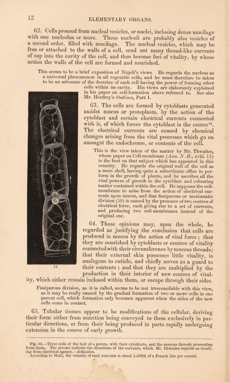 162. Cells proceed from nucleal vesicles, or nuclei, inclosing dense mucilage with one nucleolus or more. These nucleoli are probably also vesicles of a second order, filled with mucilage. The nucleal vesicles, which may be free or attached to the walls of a cell, send out many thread-like currents of sap into the cavity of the cell, and thus become foci of vitalitv, by whose action the walls of the cell are formed and nourished. This seems to he a brief exposition of Nageli’s views. He regards the nucleus as a universal phenomenon in all vegetable cells, and he must therefore be taken to be an advocate of the doctrine of each cell having the power of forming other cells within its cavity. His views are elaborately explained in his paper on cell-formation above referred to. See also Mr. Henfrey’s Outlines, Part I. 63. The cells are formed by cytoblasts generated amidst mucus or protoplasm, by the action of the cytoblast and certain electrical currents connected with it, of which forces the cytoblast is the centre54. The electrical currents are caused by chemical changes arising from the vital processes which go on amongst the endochrome, or contents of the cell. This is the view taken of the matter by Mr. Thwaites, whose paper on Cell-membrane (Ann. N. II., xviii. 15) is the best on that subject which has appeared in this country. He regards the original wall of the cell as a mere shell, having quite a subordinate office to per¬ form in the growth of' plants, and he ascribes all the vital powers of growth to the cytoblast and colouring matter contained within the ceil. He supposes the cell- membrane to arise from the action of electrical cur¬ rents upon mucus, and that fissiparous or merismatic division (59) is caused by the presence of two centres of electrical force, each giving rise to a set of currents, and producing two cell-membranes instead of the original one. 64. These opinions may, upon the whole, be regarded as justifying the conclusion that cells are produced in mucus by the action of vital force ; that they are nourished by cytoblasts or centres of vitality connected with their circumference bymucous threads; that their external skin possesses little vitality, is analogous to cuticle, and chiefly serves as a guard to their contents ; and that they are multiplied by the production in their interior of new centres of vital¬ ity, which either remain inclosed within them, or escape through their sides. Fissiparous division, as it is called, seems to be not irreconcilable with this view, as it may be really caused by the gradual formation of two or more cells in one parent cell, which formation only becomes apparent when the sides of the new cells come in contact. 65. Tubular tissues appear to be modifications of the cellular, deriving their form either from nutrition being conveyed to them exclusively in par¬ ticular directions, or from their being produced in parts rapidly undergoing extension in the course of early growth. Fig. 54.—Three cells of the hair of a potato, with their cytoblasts, and the mucous threads proceeding from them. The arrows indicate the directions of the currents, which Mr. Thwaites regards as result¬ ing from electrical agency.—Schleiden. According to Mold, the velocity of such currents is about l-500th of a French line per second.
