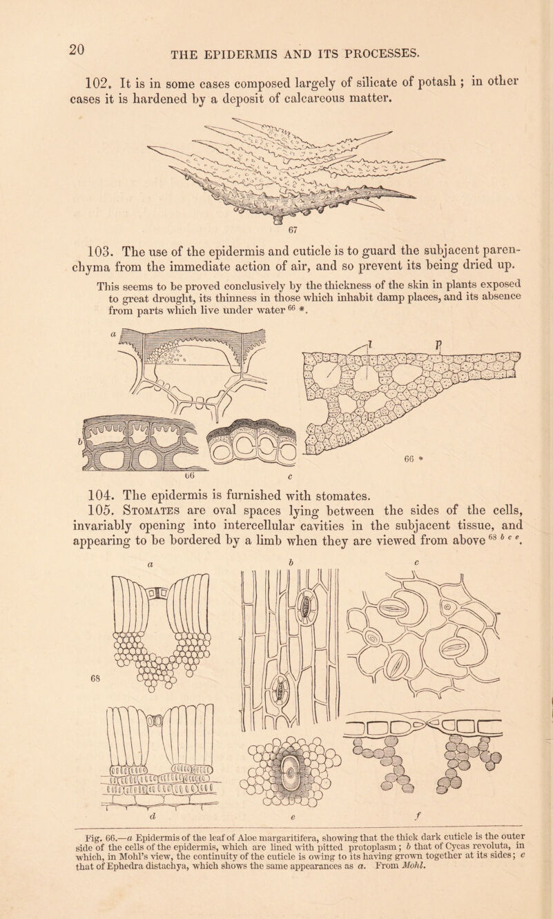 102. It is in some cases composed largely of silicate of potash ; in other cases it is hardened by a deposit of calcareous matter. 103. The use of the epidermis and cuticle is to guard the subjacent paren¬ chyma from the immediate action of air, and so prevent its being dried up. This seems to be proved conclusively by the thickness of the skin in plants exposed to great drought, its thinness in those which inhabit damp places, and its absence from parts which live under water66 *. b6 c 104. The epidermis is furnished with stomates. 105. Stomates are oval spaces lying between the sides of the cells, invariably opening into intercellular cavities in the subjacent tissue, and appearing to be bordered by a limb when they are viewed from above68 6 c e. a be Fig. 66.—a Epidermis of the leaf of Aloe margaritifera, showing that the thick dark cuticle is the outer side of the cells of the epidermis, which are lined with pitted protoplasm; b that of Cycas revoluta, in which, in Mohl’s view, the continuity of the cuticle is owing to its having grown together at its sides; c that of Ephedra distachya, which shows the same appearances as a. From Mohl.