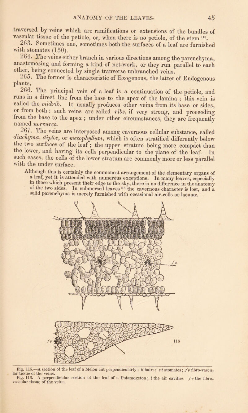 traversed by veins which are ramifications or extensions of the bundles of vascular tissue of the petiole, or, when there is no petiole, of the stem 113. 263. Sometimes one, sometimes both the surfaces of a leaf are furnished with stomates (150). 264. The veins either branch in various directions among the parenchyma, anastomosing and forming a kind of net-work, or they run parallel to each other, being connected by single tranverse unbranched veins. 265. The former is characteristic of Exogenous, the latter of Endogenous plants. 266. The principal vein of a leaf is a continuation of the petiole, and runs in a direct line from the base to the apex of the lamina ; this vein is called the midrib. It usually produces other veins from its base or sides, or from both : such veins are called ribs, if very strong, and proceeding from the base to the apex ; under other circumstances, they are frequently named nervures. 267. The veins are interposed among cavernous cellular substance, called diachyma, diploe, or mesophyttum, which is often stratified differently below the two surfaces of the leaf ; the upper stratum being more compact than the lower, and having its cells perpendicular to the plane of the leaf. In such cases, the cells of the lower stratum are commonly more or less parallel with the under surface. Although this is certainly the commonest arrangement of the elementary organs of a leaf, yet it is attended with numerous exceptions. In many leaves, especially in those which present their edge to the sky, there is no difference in the anatomy of the two sides. In submersed leaves116 the cavernous character is lost, and a solid parenchyma is merely furnished with occasional air-cells or lacunae. Fig. 115.—A section of the leaf of a Melon cut perpendicularly ; h hairs; s t stomates; fv fibro-vascu- lar tissue of the veins. Fig. 116.—A perpendicular section of the leaf of a Potamogeton; l the air cavities fv the fibro- vascular tissue of the veins.