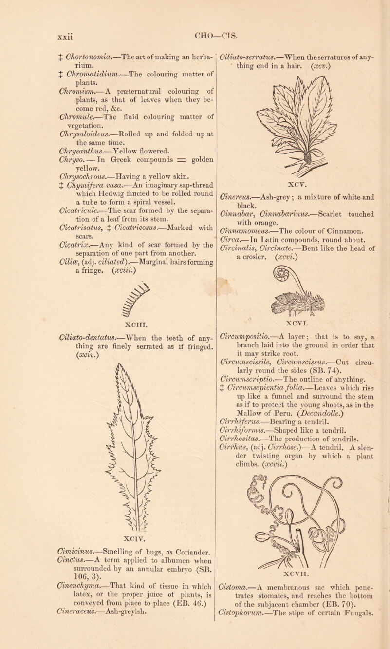 xxu CHO—CIS. X Chortonomia.—The art of making an herba¬ rium. X Chromatidium.—The colouring matter of plants. Chromism.•—A preternatural colouring of plants, as that of leaves when they be¬ come red, &c. Chromule.—The fluid colouring matter of vegetation. Chrysaloideus.—Rolled up and folded up at the same time. Chrysanthus.—Yellow flowered. Chryso. — In Greek compounds ~ golden yellow. Chrysochrous.—Having a yellow skin. X Chymifera vasa.—An imaginary sap-thread which Hedwig fancied to be rolled round a tube to form a spiral vessel. Cicatricule.—The scar formed by the separa¬ tion of a leaf from its stem. Cicatrisatus, X Cicatricosus.—Marked with scars. Cicatrix.—Any kind of scar formed by the separation of one part from another. Cilice, (adj. ciliated).—Marginal hairs forming a fringe. (xciii.) XCIII. Ciliato-dentatus.—When the teeth of any¬ thing are finely serrated as if fringed. (,xciv.) Cimicinus.—Smelling of bugs, as Coriander. Cinctus.—A term applied to albumen when surrounded by an annular embryo (SB. 106, 3). Cinenchyma.—That kind of tissue in which latex, or the proper juice of plants, is conveyed from place to place (EB. 46.) Cineraceus.—Ash-greyish. Ciliato-serratus.—When the serratures of any¬ thing end in a hair. (xcv.) XCY. Cinereus.—Ash-grey ; a mixture of white and black. Cinnabar, Cinnabarinus.—Scarlet touched with orange. Cinnamomeus.—The colour of Cinnamon. Circa.—In Latin compounds, round about. Circinalis, Circinate.-—Bent like the head of a crosier. (xcvi.) Circumpositio.—A layer; that is to say, a branch laid into the ground in order that it may strike root. Circumscissile, Circumscissus.—Cut circu¬ larly round the sides (SB. 74). Circumscriptio.—The outline of anything. X Circumsepientia folia.—Leaves which rise up like a funnel and surround the stem as if to protect the young shoots, as in the Mallow of Peru. (Decandolle.) Cirrhiferus.—Bearing a tendril. Cirrhiformis.—Shaped like a tendril. Cirrhositas.—The production of tendrils. Cirrhus, (adj. Cirrhose.)—A tendril. A slen¬ der twisting organ by which a plant climbs. (xcvii.) Cistoma.—A membranous sac which pene¬ trates stomates, and reaches the bottom of the subjacent chamber (EB. 70). Cistophorum.—The stipe of certain Fungals.