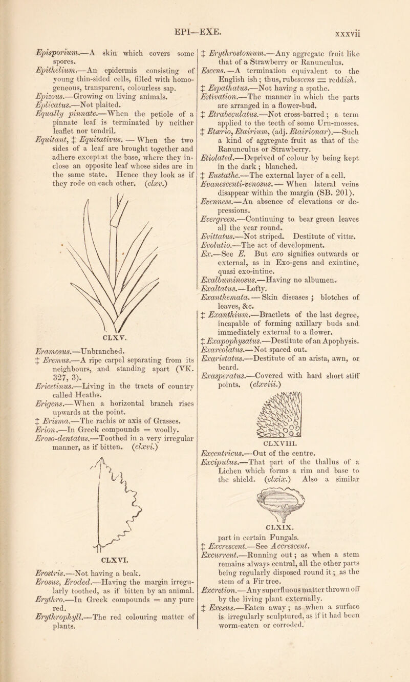 EPI—EXE. XXXVll Episporium.—A skin which covers some spores. Epithelium.—An epidermis consisting of young thin-sided cells, filled with homo¬ geneous, transparent, colourless sap. Epizous.—Growing on living animals. Eplicatus.—Not plaited. Equally pinnate.—When the petiole of a pinnate leaf is terminated by neither leaflet nor tendril. Equit ant, J Equitativus. — When the two sides of a leaf are brought together and adhere except at the base, where they in¬ close an opposite leaf whose sides are in the same state. Hence they look as if they rode on each other. (clxv.) Eramosus.—U nbranched. X Eremus.—A ripe carpel separating from its neighbours, and standing apart (YK. 327, 3). Ericetinus.—Living in the tracts of country called Heaths. Erigens.—When a horizontal branch rises upwards at the point. X Erisma.—The rachis or axis of Grasses. Erion.—In Greek compounds = woolly. Eroso-dentatus.—Toothed in a very irregular manner, as if bitten. (clxvi.) Erostris.—Not having a beak. Erosus, Eroded.—Having the margin irregu¬ larly toothed, as if bitten by an animal. Erythro.—In Greek compounds = any pure red. Erythrophyll.—The red colouring matter of plants. X Erythrostomum.—Any aggregate fruit like that of a Strawberry or Ranunculus. Escens.—A termination equivalent to the English ish; thus, ruhescens — reddish. ^ Espathatus.—Not having a spathe. Estivation.—The manner in which the parts are arranged in a flower-bud. X Etrabeculatus.—Not cross-barred ; a term applied to the teeth of some Urn-mosses. X Etcerio, Etairium, (adj. Eiairionar).—Such a kind of aggregate fruit as that of the Ranunculus or Strawberry. Etiolated.—Deprived of colour by being kept in the dark ; blanched. X Eustathe.—The external layer of a cell. Evanescenti-venosus. — When lateral veins disappear within the margin (SB. 201). Evenness.—An absence of elevations or de¬ pressions. Evergreen.—Continuing to bear green leaves all the year round. Evittatus.—Not striped. Destitute of vittse. Evolutio.—The act of development. Ex.—See E. But exo signifies outwards or external, as in Exo-gens and exintine, quasi exo-intine. Exalbuminosus.—Having no albumen. Exaltatus.—Lofty. Exanthemata. — Skin diseases ; blotches of leaves, &c. X Exanthium.—Bractlets of the last degree, incapable of forming axillary buds and immediately external to a flower. X Exapophysatus.—Destitute of an Apophysis. Exareolatus.—Not spaced out. Exaristatus.—Destitute of an arista, awn, or beard. Exasperatus.—Covered with hard short stiff points. (clxviii.) CLXVIII. Excentricus.—Out of the centre. Excipulus.—That part of the thallus of a Lichen which forms a rim and base to the shield. (clxix.) Also a similar part in certain Fungals. X Excrescent.—See Accrescent. Excurrent.—Running out; as when a stem remains always central, all the other parts being regularly disposed round it; as the stem of a Fir tree. Excretion.—Any superfluous matter thrown off by the living plant externally. X Exesus.—Eaten away ; as when a surface is irregularly sculptured, as if it had been worm-eaten or corroded.