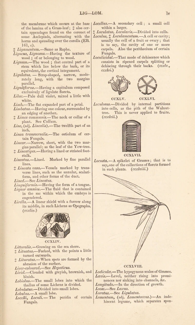 the membrane which occurs at the base of the lamina of a Grass-leaf; J also cer¬ tain appendages found on the coronet of some Asclepiads, alternating with the horns and spreading over the corolla (EB. 161, c). + Ligamentum.—Same as Raphe. Ligneus, Lignosus.—Having the texture of wood ; of or belonging to wood. Lignum.—The wood ; that central part of a stem which lies below the hark, or its equivalent, the cortical integument. Ligulatus. — Strap-shaped, narrow, mode¬ rately long, with the two margins parallel. Liguliflorus.—Having a capitulum composed exclusively of ligulate florets. Lilac.—Pale dull violet, mixed a little with white. Limb.—The flat expanded part of a petal. Limbatus.—Having one colour, surrounded by an edging of another. J Limes communis.—The neck or collar of a plant. See Collum. Line, (adj. Linealis).—The twelfth part of an inch. Linea transversalis.—The ostiolum of cer¬ tain Fungals. Linear.—Narrow, short, with the two mar¬ gins parallel; as the leaf of the Yew-tree. + Lineatipes.—Having a lined or striated foot¬ stalk. Lineatus.—Lined. Marked by fine parallel lines. J Lineata vasa.—Vessels marked by trans¬ verse lines, such as the annular, scalari- form, and other forms of the duct. Lined.—See Lineatus. Linguiformis.—Having the form of a tongue. Liquor amnios.—The fluid that is contained in the sac within which the embryo is engendered. Lirella.—A linear shield with a furrow along its middle, in such Lichens as Opegrapha. (ccxliv•) CCXLIY. Littoralis.—Growing on the sea shore. + Lituatus.—Forked, with the points a little turned outwards. + Lituratus.—When spots are formed by the abrasion of the surface. Liver-coloured.—See Hepaticus. Livid.—Clouded with greyish, brownish, and bluish. Lobiolus.—The small lobes into which the thallus of some Lichens is divided. Lobulatus.—Divided into small lobes. Lobulus.—A small lobe. Locelli, Loculi.— The peridia of certain Fungals. Locellus.—A secondary cell ; a small cell within a larger. X Loculatus, Locularis.—Divided into cells. Loculus, X Loculamentum.—A cell or cavity; usually the cell of a fruit or ovary ; that is to say, the cavity of one or more carpels. Also the perithecium of certain Fungals. Loculicidal.—That mode of dehiscence which consists in ripened carpels splitting or dehiscing through their backs. (ccxlv., ccxlvi.) CCXLY. CCXLVI. Loculosus.—Divided by internal partitions into cells, as the pith of the Walnut- tree. This is never applied to fruits. (ccxlvii.) CCXLVII. Locusta.—A spikelet of Grasses; that is to say, one of the collections of florets formed in such plants. (ccxlviii.) Lodiculce.—The hypogynous scales of Grasses. Lcevis.—'Level, neither rising into promi¬ nences nor sinking into channels, &c. Longitudo.—In the direction of growth. Loose.—See Laxus. Loratus.—See Ligulatus. Lomentum, (adj. Lomentaceus.)—An inde- hiscent legume, which separates spon-