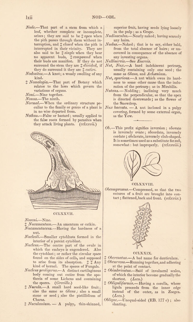 Node.—That part of a stem from which a leaf, whether complete or incomplete, arises ; they are said to he X open when the pith passes through them without in¬ terruption, and X closed when the pith is interrupted in their vicinity. They ai’e also said to be X single when they bear no apparent buds, X compound when their buds are manifest. If they do not surround the stem they are X divided, if they do surround it they are X entire. Nodositas.—A knot; a woody swelling of any kind. X Nomologict.—That part of Botany which relates to the laws which govern the variations of organs. Noni.—Nine together. Nonus.—The ninth. Normal.—When the ordinary structure pe¬ culiar to the family or genus of a plant is in no wise departed from. Nothus.—False or bastard; usually applied to the false roots formed by parasites when they attack living plants, (cclxxvii.) Noveni.—Nine. + Nucamentum.—An amentum or catkin. Nucamentaceus.—Having the hardness of a nut. Nucleoli.—Smaller cytoblasts formed in the interior of a parent cytoblast. Nucleus.—The centre part of the ovule in which the embryo is engendered. Also the cytoblast; or rather the circular space found on the sides of cells, and supposed to arise from its absorption. X + Any kind of kernel. The spores of Fungals. Nucleus proligerus.—A distinct cartilaginous body coming out entire from the apo- thecia of some Lichens and containing the spores. (Greville.) + Nucula.—A small hard seed-like fruit; also the same as Qians; also a small stone or seed ; also the pistillidium of Charas. X Nuculanium. — A pulpy, thin-skinned, superior fruit, having seeds lying loosely in the pulp ; as a Grape. Nudiusculus.—Nearly naked; having scarcely any hairs. Nudus.—Naked; that is to say, either bald, from the total absence of hairs; or un¬ covered in consequence of the absence of any investing organs. Nullinervis.—See Enervis. Nut, Nux.—A hard indehiscent pericarp, usually containing only one seed; the same as Qians, and Ackaenium. Nut, spurious.—A nut which owes its hard¬ ness to some other cause than the indu¬ ration of the pericarp; as in Mirabilis. Nutans.—Nodding; inclining very much from the perpendicular, so that the apex is directed downwards; as the flower of the Snowdrop. Nux baccata. — A nut inclosed in a pulpy covering, formed by some external organ, as the Yew. Ob.—This prefix signifies inversion ; o&ovate is inversely ovate; oScordate, inversely cordate ; oSclavate, inversely club-shaped. It is sometimes used as a substitute for sub, somewhat: but improperly, (cclxxviii.) Obcompressus.—Compressed, so that the two sutures of a fruit are brought into con¬ tact ; flattened, back and front. (cclxxix.) CCLXXIX. + Obcrenatus.—A bad name for denticulate. + Obcurrens.—Running together, and adhering at the point of contact. X Obimbricatus.-—Said of involucral scales, of which the interior become gradually the shortest. (Leco.) + Obliguliformis.— Having a corolla, whose ligula proceeds from the inner edge instead of the outer, as in Zoegea. (Leco.) Oblique.—Unequal-sided (EB. 177 e) ; also slanting.