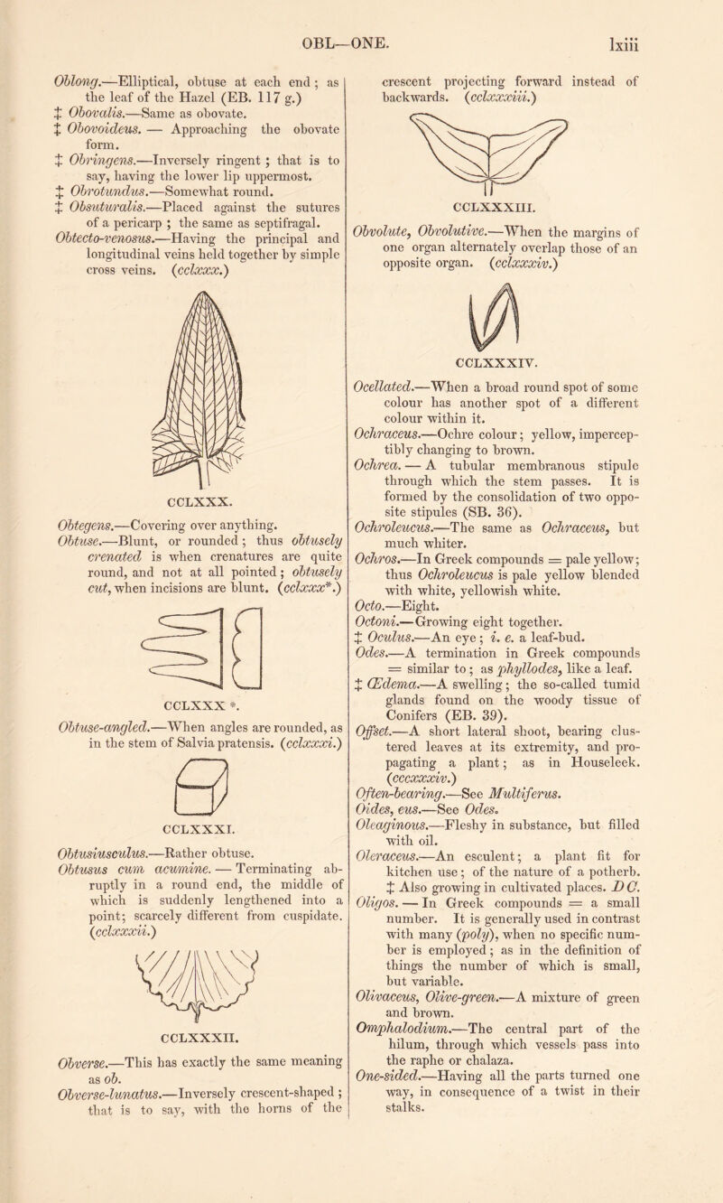 ++++ ++ ++++ Oblong.—Elliptical, obtuse at each end ; as the leaf of the Hazel (EB. 117 g.) Obovalis.—Same as obovate. Obovoicleus. — Approaching the obovate form. Obringens.—Inversely ringent ; that is to say, having the lower lip uppermost. Obrotundus.—Somewhat round. Obsuturalis.—Placed against the sutures of a pericarp ; the same as septifragal. Obtecto-venosus.—Having the principal and longitudinal veins held together by simple cross veins. (cclxxx.) CCLXXX. Obtegens.—Covering over anything. Obtuse.—Blunt, or rounded; thus obtusely crenatecl is when crenatures are quite round, and not at all pointed; obtusely cut, when incisions are blunt. (cclxxx*.) CCLXXX *. Obtuse-angled.—When angles are rounded, as in the stem of Salvia pratensis. (cclxxxi.) Obtusiusculus.—Rather obtuse. Obtusus cum acumine. — Terminating ab¬ ruptly in a round end, the middle of which is suddenly lengthened into a point; scarcely different from cuspidate. (cclxxxii.) Obverse.—This has exactly the same meaning as ob. Obverse-lunatus.—Inversely crescent-shaped ; that is to say, with the horns of the crescent projecting forward instead of backwards. (cclxxxiii.) Obvolute, Obvolutive.—When the margins of one organ alternately overlap those of an opposite organ. (cclxxxiv.) Ocellated.—When a broad round spot of some colour has another spot of a different colour within it. Ocliraceus.—Ochre colour; yellow, impercep¬ tibly changing to brown. Ochrea. — A tubular membranous stipule through which the stem passes. It is formed by the consolidation of two oppo¬ site stipules (SB. 36). Ochroleucus.-—The same as Ochraceus, but much whiter. Ochros.—In Greek compounds = pale yellow; thus Ochroleucus is pale yellow blended with white, yellowish white. Octo.—Eight. Octoni.—Growing eight together. + Oculus.—An eye; i. e. a leaf-bud. Odes.—A termination in Greek compounds = similar to ; as phyllodes> like a leaf. i CEdema.—A swelling; the so-called tumid glands found on the woody tissue of Conifers (EB. 39). Offset.—A short lateral shoot, bearing clus¬ tered leaves at its extremity, and pro¬ pagating a plant; as in Houseleek. (cccxxxiv.) Often-bearing.—See Multiferus. Oides, eus.—See Odes. Oleaginous.—Flesby in substance, but filled with oil. Oleraceus.—An esculent; a plant fit for kitchen use ; of the nature of a potherb. X Also growing in cultivated places. D O. Oligos. — In Greek compounds = a small number. It is generally used in contrast with many (poly), when no specific num¬ ber is employed; as in the definition of things the number of which is small, but variable. Olivaceus, Olive-green.—A mixture of green and brown. Omphalodium.—The central part of the hilum, through which vessels pass into the raphe or chalaza. One-sided.—Having all the parts turned one way, in consequence of a twist in their stalks.