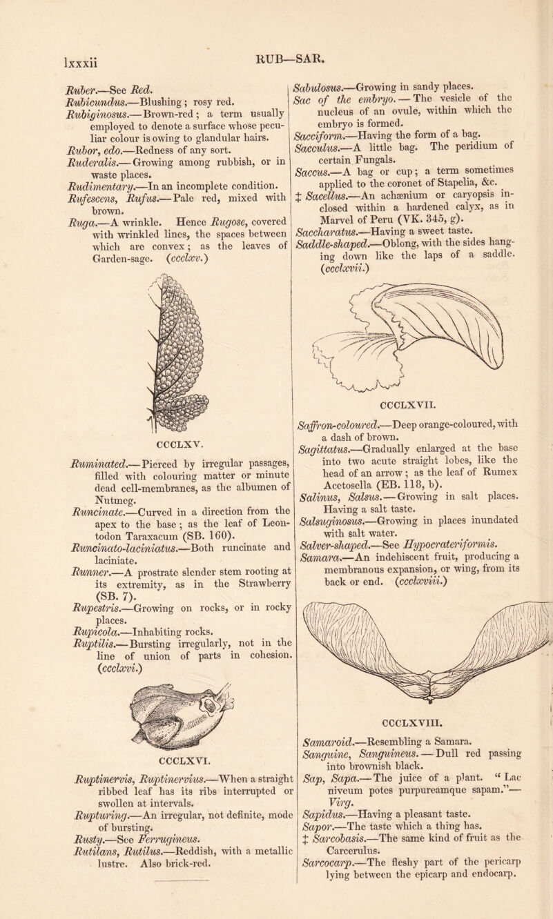 RUB—SAR. Ruber.—See Red. Rubicundus.—Blushing ; rosy red. Rubiginosus.— Brown-red; a term usually employed to denote a surface whose pecu¬ liar colour is owing to glandular hairs. Rubor, edo.—Redness of any sort. Ruderalis.— Growing among rubbish, or in waste places. Rudimentary.—In an incomplete condition. Rufescens, Rufus.— Pale red, mixed with brown. Ruga.—A wrinkle. Hence Rugose, covered with wrinkled lines, the spaces between which are convex; as the leaves of Garden-sage. (ccclxv.) CCCLXV. Ruminated.— Pierced by irregular passages, filled with colouring matter or minute dead cell-membranes, as the albumen of Nutmeg. Runcinate.—Curved in a direction from the apex to the base ; as the leaf of Leon- todon Taraxacum (SB. 160). Runcinato-laciniatus.—Both runcinate and laciniate. Runner.—A prostrate slender stem rooting at its extremity, as in the Strawberry (SB. 7). Rupestris.—Growing on rocks, or in rocky places. Rupicola.—Inhabiting rocks. Ruptilis.—Bursting irregularly, not in the line of union of parts in cohesion. (ccclxvi.) CCCLXYI. Ruptinervis, Ruptinervius.—When a straight ribbed leaf has its ribs interrupted or swollen at intervals. Rupturing.—An irregular, not definite, mode of bursting. Rusty.—See Ferruginous. Rutilans, Rutilus.—Reddish, with a metallic lustre. Also brick-red. Sabulosus.—Growing in sandy places. Sac of the embryo. — The vesicle of the nucleus of an ovule, within which the embryo is formed. Sacciform.—Having the form of a bag. Sacculus.—A little bag. The peridium of certain Fungals. Saccus.—A bag or cup; a term sometimes applied to the coronet of Stapelia, See. . + Sacellus.—An achsenium or caryopsis in¬ closed within a hardened calyx, as in Marvel of Peru (YK. 345, g). Saccharatus.—Having a sweet taste. Saddle-shaped'.—Oblong, with the sides hang¬ ing down like the laps of a saddle. (ccclxvii.) Saffron-coloured.—Deep orange-coloured, with a dash of brown. Sagittatus.—Gradually enlarged at the base into two acute straight lobes, like the head of an arrow ; as the leaf of Rumex Acetosella (EB. 118, b). Salinus, Salsus.—Growing in salt places. Having a salt taste. Salsuginosus.—Growing in places inundated with salt water. Salver-shaped.—See Hypocrateriformis. Samara.—An indehiscent fruit, producing a membranous expansion, or wing, from its back or end. (ccclxviii.) Samaroid.—Resembling a Samara. Sanguine, Sanguineus. — Dull red passing into brownish black. Sap, Sapa.— The juice of a plant. u Lac niveum potes purpureamque sapam.”— Virg. Sapidus.—Having a pleasant taste. Sapor.—The taste which a thing has. £ Sarcobasis.—The same kind of fruit as the Carcerulus. Sarcocarp.—The fleshy part of the pericarp lying between the epicarp and endocarp.