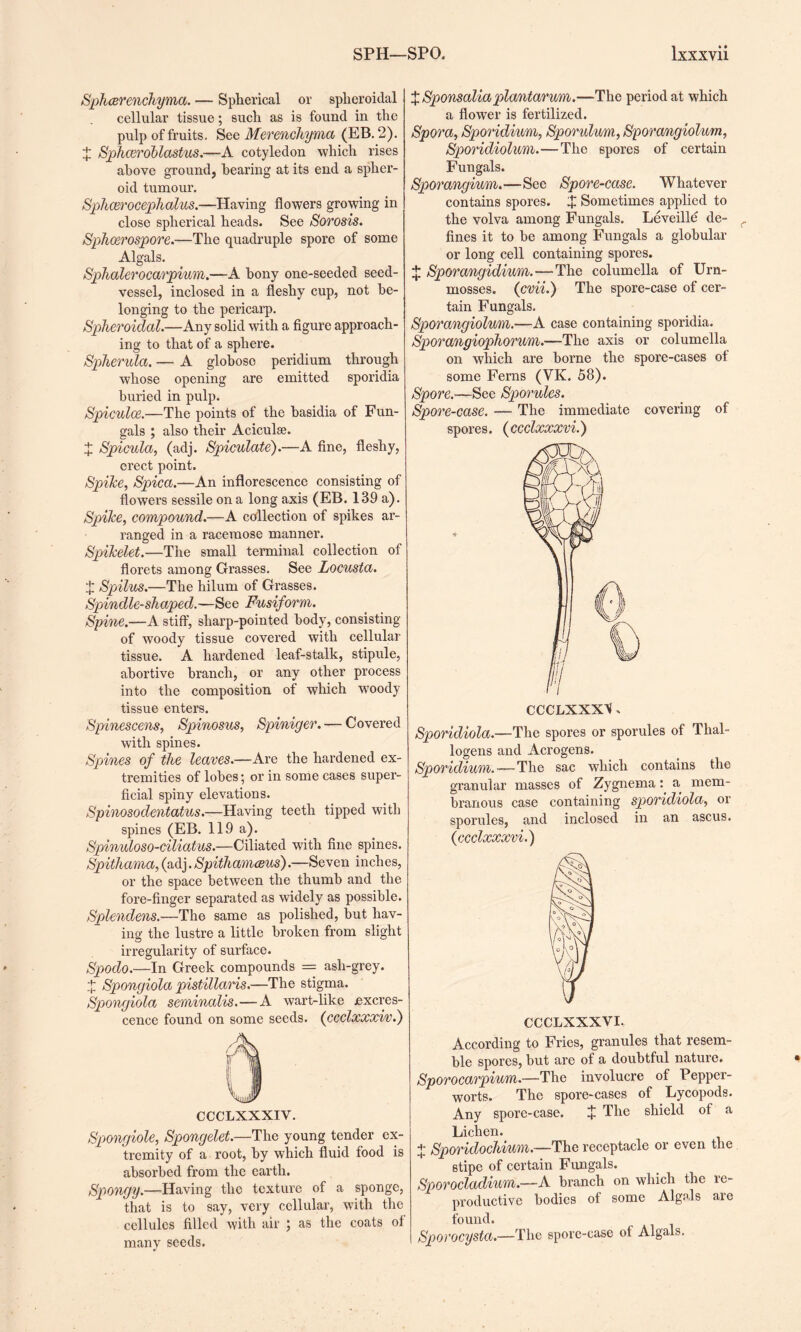Sphcerenchyma. — Spherical or spheroidal cellular tissue; such as is found in the pulp of fruits. See Merenchyma (EB. 2). X Sphceroblastus.—A cotyledon which rises above ground, bearing at its end a spher¬ oid tumour. Sphcerocephalus.—Having flowers growing in close spherical heads. See Sorosis. Sphcerospore.—The quadruple spore of some Algals. Sphalerocarpium.—A bony one-seeded seed- vessel, inclosed in a fleshy cup, not be¬ longing to the pericarp. Spheroidal.—Any solid with a figure approach¬ ing to that of a sphere. Spherula. — A globose peridium through whose opening are emitted sporidia buried in pulp. Spiculce.—The points of the basidia of Fun- gals ; also their Aciculse. X Spicula, (adj. Spiculate).—A fine, fleshy, erect point. Spike, Spica.—An inflorescence consisting of flowei’S sessile on a long axis (EB. 139 a). Spike, compound.—A collection of spikes ar¬ ranged in a racemose manner. Spikelet.—The small terminal collection of florets among Grasses. See Locusta. X Spilus.—The hilum of Grasses. Spindle-shaped.—See Fusiform. Spine.—A stiff, sharp-pointed body, consisting of woody tissue covered with cellular tissue. A hardened leaf-stalk, stipule, abortive branch, or any other process into the composition of which woody tissue enters. Spinescens, Spinosus, Spiniger. — Covered with spines. Spines of the leaves.—Are the hardened ex¬ tremities of lobes; or in some cases super¬ ficial spiny elevations. Spinosodentatus.—Having teeth tipped with spines (EB. 119 a). Spinuloso-ciliatus.—Ciliated with fine spines. Spithama, (adj. Spithamceus).—Seven inches, or the space between the thumb and the fore-finger separated as widely as possible. Splendens.—The same as polished, but hav¬ ing the lustre a little broken from slight irregularity of surface. Spodo.—In Greek compounds = ash-grey. X Spongiola pistillaris.—The stigma. Spongiola seminalis.—A wart-like excres¬ cence found on some seeds. (ccclxxxiv.) CCCLXXXIY. Spongiole, Spongelet.—The young tender ex¬ tremity of a root, by which fluid food is absorbed from the earth. Spongy.—Having the texture of a sponge, that is to say, very cellular, with the cellules filled with air ; as the coats of many seeds. XSponsaliaplantarum.—The period at which a flower is fertilized. Spora, Sporidium, Sporulum, Sporangiolum, Sporidiolum.—The spores of certain Fungals. Sporangium.—See Spore-case. Whatever contains spores. X Sometimes applied to the volva among Fungals. Leveille de¬ fines it to be among Fungals a globular or long cell containing spores. X Sporangidium.—The columella of Urn- mosses. (evii.) The spore-case of cer¬ tain Fungals. Sporangiolum.—A case containing sporidia. Sporangiophorum.—The axis or columella on which are borne the spore-cases of some Ferns (VK. 58). Spore.—See Sporules. Spore-case. — The immediate covering of spores. (ccclxxxvi.) CCCLXXX^. Sporidiola.—The spores or sporules of Thal- logens and Acrogens. Sporidium.—The sac which contains the granular masses of Zygnema: a mem¬ branous case containing sporidiola, or sporules, and inclosed in an ascus. {ccclxxxvi.) CCCLXXXVI. According to Fries, granules that resem¬ ble spores, but are of a doubtful nature. Sporocarpium.—The involucre of Pepper- worts. The spore-cases of Lycopods. Any spore-case. J The shield of a Lichen. + Sporiclochium.—The receptacle or even the stipe of certain Fungals. Sporocladium.—A branch on which the re¬ productive bodies of some Algnls are found. Sporocysta.—The spore-case of Algals.