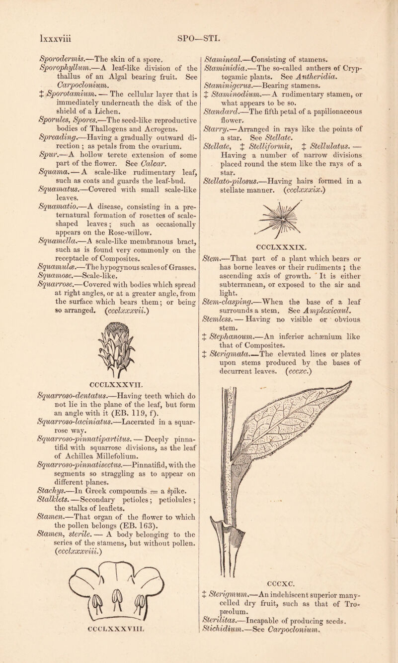 Sporodermis.—The skin of a spore. Sporophyllum.-—A leaf-like division of the thallus of an Algal hearing fruit. See Carpoclonium. + Sporotamium. — The cellular layer that is immediately underneath the disk of the shield of a Lichen. Sportdes, Spores.—The seed-like reproductive bodies of Thallogens and Acrogens. Spreading.—Having a gradually outward di¬ rection ; as petals from the ovarium. Spur.—A hollow terete extension of some part of the flower. See Calcar. Squama. — A scale-like rudimentary leaf, such as coats and guards the leaf-bud. Squamatus.—Covered with small scale-like leaves. Squamatio.—A disease, consisting in a pre¬ ternatural formation of rosettes of scale¬ shaped leaves; such as occasionally appears on the Rose-willow. Squamella.—A scale-like membranous bract, such as is found very commonly on the receptacle of Composites. Squamulce.—The hypogynous scales of Grasses. Squamose.—Scale-like. Squarrose.—Covered with bodies which spread at right angles, or at a greater angle, from the surface which hears them; or being so arranged, (ccclxxxvii.) CCCLXXXVII. Squarroso-dentatus.—Having teeth which do not lie in the plane of the leaf, hut form an angle with it (EB. 119, f). Squarroso-laciniatus.—Lacerated in a squar¬ rose way. Squarroso-pinnatipartitus. — Deeply pinna- tifid with squarrose divisions, as the leaf of Achillea Millefolium. Squarroso-pinnatisectus.—Pinnatifid, with the segments so straggling as to appear on different planes. Stachys.—In Greek compounds — a spike. Stalklets.—Secondary petioles; petiolules ; the stalks of leaflets. Stamen.—That organ of the flower to which the pollen belongs (EB. 163). Stamen, sterile. — A body belonging to the series of the stamens, but without pollen. (ccclxxxvii'L) Stamineal.—Consisting of stamens. Staminidia.—The so-called anthers of Cryp- togamic plants. See Antheridia. Staminigerus.—Bearing stamens. X Staminodium.— A rudimentary stamen, or what appears to he so. Standard.—The fifth petal of a papilionaceous flower. Starry.—Arranged in rays like the points of a star. See Stellate. Stellate, X Stelliformis, $ Stellulatus. — Having a number of narrow divisions placed round the stem like the rays of a star. Stellato-pilosus.—Having hairs formed in a stellate manner. (ccclxxxix.) CCCLXXXIX. Stem.—That part of a plant which hears or has borne leaves or their rudiments ; the ascending axis of growth. ' It is either subterranean, or exposed to the air and light. Stem-clasping.—When the base of a leaf surrounds a stem. See Amplexicaul. Stemless. — Having no visible or obvious stem. X Stephanoum.—An inferior achaenium like that of Composites. X Sterigmata.—The elevated lines or plates upon stems produced by the bases of decurrent leaves. (eccxc.) X Sterigmum.—An indehiscent superior many- celled dry fruit, such as that of Tro- pseolum. Sterilitas.—Incapable of producing seeds. Stichidium.—Se e Carpoclonium.