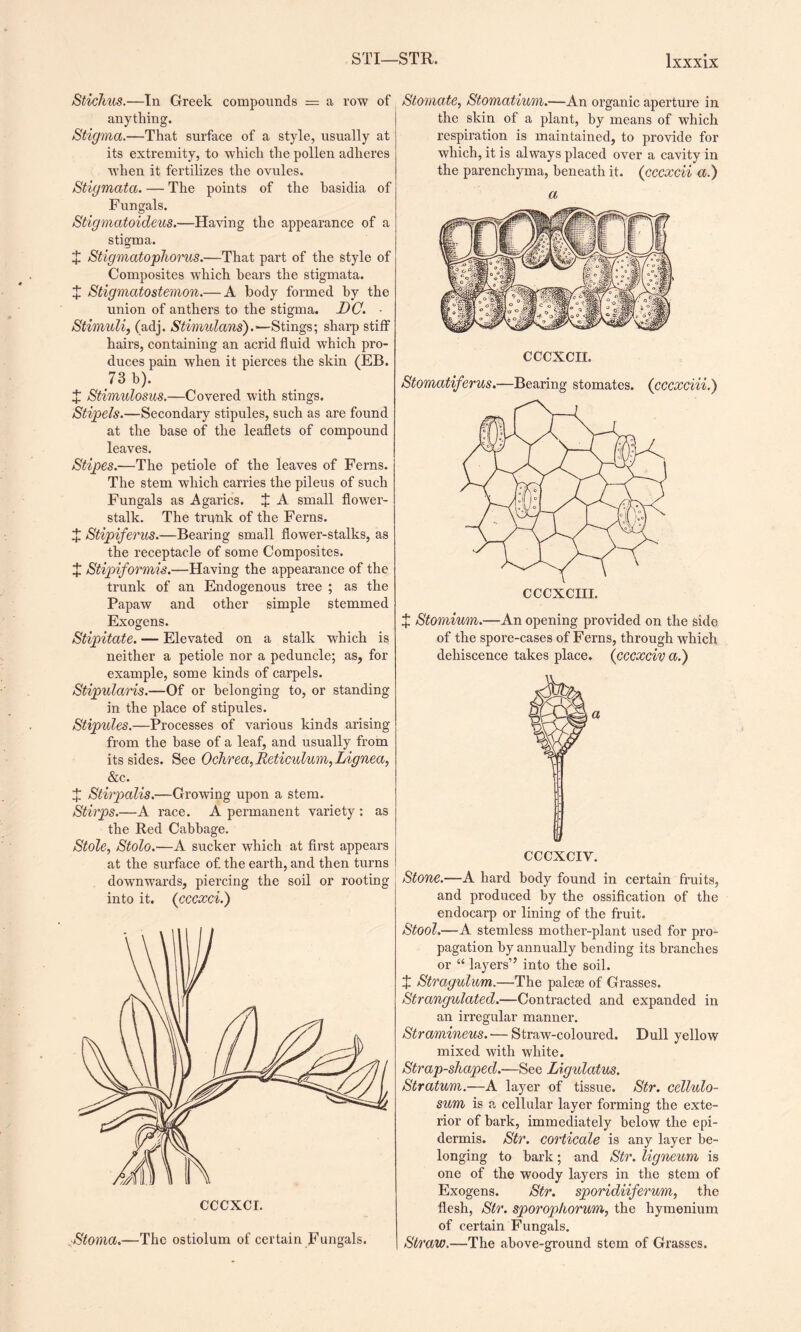 Stichus.—In Greek compounds = a row of anything. Stigma.—That surface of a style, usually at its extremity, to which the pollen adheres when it fertilizes the ovules. Stigmata. — The points of the basidia of Fungals. Stigmatoideus.—Having the appearance of a stigma. X Stigmatophorus.—That part of the style of Composites which hears the stigmata. £ Stigmatostemon.— A body formed by the union of anthers to the stigma. DC. ■ Stimuli, (adj. Stimidans).—Stings; sharp stiff hairs, containing an acrid fluid which pro¬ duces pain when it pierces the skin (EB. 73 b). X Stimulosus.—Covered with stings. Stipels.—Secondary stipules, such as are found at the base of the leaflets of compound leaves. Stipes.—The petiole of the leaves of Ferns. The stem which carries the pileus of such Fungals as Agarics. X A small flower- stalk. The trunk of the Ferns. X Stipiferus.—Bearing small flower-stalks, as the receptacle of some Composites. J Stipiformis.—Having the appearance of the trunk of an Endogenous tree ; as the Papaw and other simple stemmed Exogens. Stipitate. — Elevated on a stalk which is neither a petiole nor a peduncle; as, for example, some kinds of carpels. Stipularis.—Of or belonging to, or standing in the place of stipules. Stipules.—Processes of various kinds arising from the base of a leaf, and usually from its sides. See Ochrea,Reticidum,Lignea, &c. X Stirpalis.—Growing upon a stem. Stirps.—A race. A permanent variety : as the Red Cabbage. Stole, Stolo.■—A sucker which at first appears at the surface of. the earth, and then turns downwards, piercing the soil or rooting into it. (cecxci.) Stoma.—The ostiolum of certain Fungals. Stomate, Stomatium.—An organic aperture in the skin of a plant, by means of which respiration is maintained, to provide for which, it is always placed over a cavity in the parenchyma, beneath it. (cccxcii a.) a CCCXCII. Stomatiferus.—Bearing stomates. (cccxciii.) £ Stomium.—An opening provided on the side of the spore-cases of Ferns, through which dehiscence takes place, (cccxciv a.) CCCXCIY. Stone.—A hard body found in certain fruits, and produced by the ossification of the endocarp or lining of the fruit. Stool.—A stemless mother-plant used for pro¬ pagation by annually bending its branches or “ layers” into the soil. X Stragulum.—The palese of Grasses. Strangulated.—Contracted and expanded in an irregular manner. Stramineus.'—Straw-coloured. Dull yellow mixed with white. Strap-shaped.—See Ligulatus. Stratum.—A layer of tissue. Str. cellulo- sum is a cellular layer forming the exte¬ rior of bark, immediately below the epi¬ dermis. Str. corticate is any layer be¬ longing to bark; and Str. ligneum is one of the woody layers in the stem of Exogens. Str. sporidiiferum, the flesh, Str. sporophorum, the hymenium of certain Fungals. Straw.—The above-ground stem of Grasses.