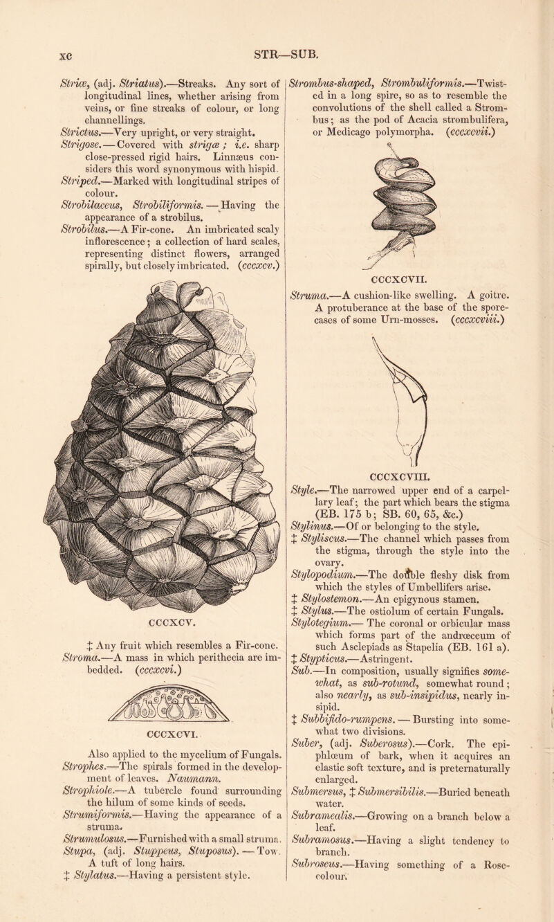 STR—SUB. Strice, (adj. Striatus).—Streaks. Any sort of longitudinal lines, whether arising from veins, or fine streaks of colour, or long channellings. &'trictus.—Very upright, or very straight. Strigose. — Covered with strigce ; i.e. sharp close-pressed rigid hairs. Linnaeus con¬ siders this word synonymous with hispid. Striped.—Marked with longitudinal stripes of colour. Strobilaceus, Strobiliformis. — Having the appearance of a strobilus. Strobilus.—A Fir-cone. An imbricated scaly inflorescence; a collection of hard scales, representing distinct flowers, arranged spirally, but closely imbricated. (cccxcv.) CCCXCY. X Any fruit which resembles a Fir-cone. Stroma.—A mass in which perithecia are im¬ bedded. (cccxcvi.) Also applied to the mycelium of Fungals. Strophes.—The spirals formed in the develop¬ ment of leaves. Naumann. Strophiole.—A tubercle found surrounding the hilum of some kinds of seeds. Strumiformis.—Having the appearance of a struma. Strumulosus.—Furnished with a small struma. Stupa, (adj. Stuppeus, Stuposus). — Tow. A tuft of long hairs. X Stylatus.—Having a persistent style. Strombus-shaped, Strombuliformis.—Twist¬ ed in a long spire, so as to resemble the convolutions of the shell called a Strom¬ bus ; as the pod of Acacia strombulifera, or Medicago polymorpha. (cccxcviii) CCCXCVII. Struma.—A cushion-like swelling. A goitre. A protuberance at the base of the spore- cases of some Urn-mosses. (cccxcviii.) CCCXCVIII. Style.—The narrowed upper end of a carpel- lary leaf; the part which hears the stigma (EB. 175 b; SB. 60, 65, &c.) Stylinus.—Of or belonging to the style. + Styliscus.—The channel which passes from the stigma, through the style into the ovary. Stylopodium.—The doifble fleshy disk from which the styles of Umbellifers arise. | X Stylostemon.—An epigynous stamen. £ Stylus.—The ostiolum of certain Fungals. Stylotegium.— The coronal or orbicular mass which forms part of the andrceceum of such Asclepiads as Stapelia (EB. 161 a). X Stypticus.—Astringent. Sub.—In composition, usually signifies some¬ what, as sub-rotund, somewhat round; also nearly, as sub-insipidus, nearly in¬ sipid. X Subbifido-rumpens. — Bursting into some¬ what two divisions. Suber, (adj. Suberosus).—Cork. The epi- phlceum of bark, when it acquires an elastic soft texture, and is preternaturally enlarged. Submersus, X Submersibilis.—Buried beneath water. Subramealis.—Growing on a branch below a leaf. Subramosus.—Having a slight tendency to branch. Subroseus.—Having something of a Rose- colour.
