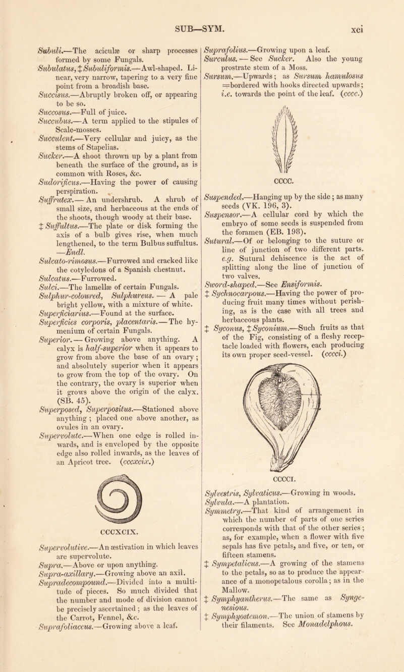 SUB—SYM. Subuli.—The aciculae or sharp processes formed by some Fungals. Subulatus, X Subuliformis.—Awl-shaped. Li¬ near, very narrow, tapering to a very fine point from a broadish base. S'uccisus.—Abruptly broken off, or appearing to be so. Succosus.—Full of juice. Succubus.—A term applied to the stipules of Scale-mosses. Succulent.—Very cellular and juicy, as the stems of Stapelias. Sucker.-—A shoot thrown up by a plant from beneath the surface of the ground, as is common with Roses, &c. Sudorificus.—Having the power of causing perspiration. Suffrutex.— An undershrub. A shrub of small size, and herbaceous at the ends of the shoots, though woody at their base. X Suffultus.—The plate or disk forming the axis of a bulb gives rise, when much lengthened, to the term Bulbus suffultus. —Endl. Sulcato-rimosus.—Furrowed and cracked like the cotyledons of a Spanish chestnut. Sulcatus.—Furrowed. Sulci.—The lamellse of certain Fungals. Sulphur-coloured, Sulphureus. ■— A pale bright yellow, with a mixture of white. Superficiarius.—Found at the surface. Superficies corporis, placentaris.—The hy- menium of certain Fungals. Superior.— Growing above anything. A calyx is half-superior when it appears to grow from above the base of an ovary; and absolutely superior when it appears to grow from the top of the ovary. On the contrary, the ovary is superior when it grows above the origin of the calyx. (SB. 45). Superposed, Superpositus.—Stationed above anything ; placed one above another, as ovules in an ovary. Supervolute.—When one edge is rolled in¬ wards, and is enveloped by the opposite edge also rolled inwards, as the leaves of an Apricot tree. (cccxcix.) CCCXCIX. Supervolutive.—An sestivation in which leaves are supervolute. Supra.—Above or upon anything. Supra-axillary.—Growing above an axil. Swpradecompound.—Divided into a multi¬ tude of pieces. So much divided that the number and mode of division cannot be precisely ascertained ; as the leaves of the Carrot, Fennel, &c. Suprafoliaceus.—Growing above a leaf. Suprafolius.—Growing upon a leaf. Surculus. — See Sucker. Also the young- prostrate stem of a Moss. Sursum.—Upwards; as Sursum liamulosus =bordered with hooks directed upwards; i.e. towards the point of the leaf. (cccc.) cccc. Suspended.—Hanging up by the side; as many seeds (VK. 196,“3). Suspensor.—A cellular cord by which the embryo of some seeds is suspended from the foramen (EB. 198). Sutural.—Of or belonging to the suture or line of junction of two different parts. e.g. Sutural dehiscence is the act of splitting along the line of junction of two valves. Sword-shaped.—See Ensiformis. X Sychnocarpous.—Having the power of pro¬ ducing fruit many times without perish¬ ing, as is the case with all trees and herbaceous plants. X Syconus, X Syconium.—Such fruits as that of the Fig, consisting of a fleshy recep¬ tacle loaded with flowers, each producing its own proper seed-vessel. (cccci.) CCCCI. Sylvestris, Sylvaticus.—Growing in woods. Sylvida.—A plantation. Symmetry.—That kind of arrangement in which the number of parts of one series corresponds with that of the other series ; as, for example, when a flower with five sepals has five petals, and five, or ten, or fifteen stamens. X Sympetalicus.—A growing of the stamens to the petals, so as to produce the appear¬ ance of a monopetalous corolla; as in the Mallow. X Symphyanthems.—The same as Synge- nesious. ;j; Symphyostemon.—The union ol stamens by their filaments. Sec Monadelphous.
