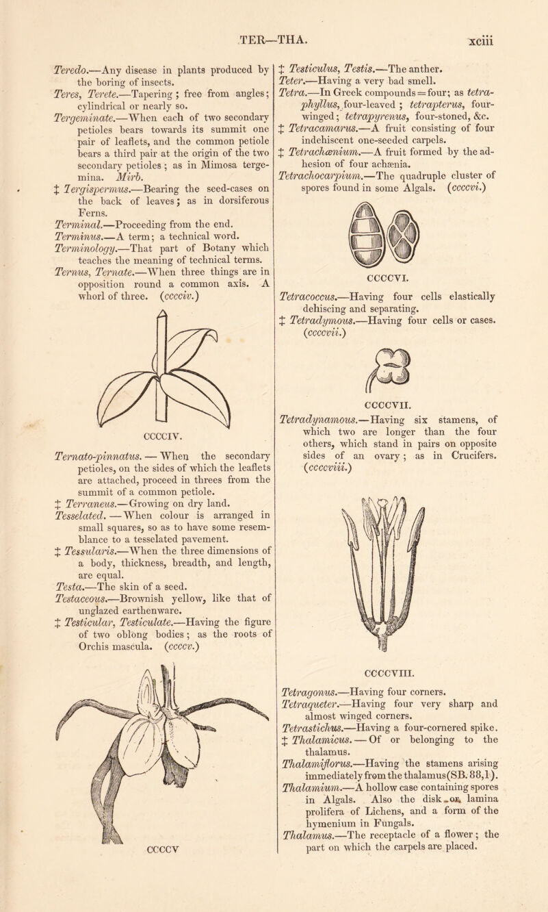 Teredo.—Any disease in plants produced by the boring of insects. Teres, Terete.—Tapering ; free from angles; cylindrical or nearly so. Tergeminate.—When each of two secondary petioles bears towards its summit one pair of leaflets, and the common petiole hears a third pair at the origin of the two secondary petioles ; as in Mimosa terge- mina. Mirb. X lergispermus.—Bearing the seed-cases on the hack of leaves j as in dorsiferous Ferns. Terminal.—Proceeding from the end. Terminus.—A term; a technical word. Terminology.—That part of Botany which teaches the meaning of technical terms. Ternus, Ternate.—When three things are in opposition round a common axis. A whorl of three. (cccciv.) Ternato-pinnatus. — When the secondary petioles, on the sides of which the leaflets are attached, proceed in threes from the summit of a common petiole. + Terraneus.—Growing on dry land. Tesselated. —When colour is arranged in small squares, so as to have some resem¬ blance to a tesselated pavement. X Tessulans.—When the three dimensions of a body, thickness, breadth, and length, are equal. Testa.—The skin of a seed. Testaceous.—Brownish yellow, like that of unglazed earthenware. X Testicular, Testiculate.—Having the figure of two oblong bodies; as the roots of Orchis mascula. (ccccv.) X Testiculus, Testis.—The anther. Teter.—Having a, very bad smell. Tetra.—In Greek compounds = four; as tetra- phyllus, four-leaved ; tetrapterus, four¬ winged; tetrapyrenuSf four-stoned, &c. X Tetracamarus.—A fruit consisting of four indehiscent one-seeded carpels. X Tetrachcenium.—A fruit formed by the ad¬ hesion of four achsenia. Tetrachocarpium.—The quadruple cluster of spores found in some Algals. (ccccvi.) Tetracoccus.—Having four cells elastically dehiscing and separating. X Tetradymous.—Having four cells or cases, (ccccvii.) CCCCVII. Tetradynamous.—Having six stamens, of which two are longer than the four others, which stand in pairs on opposite sides of an ovary; as in Crucifers. (ccccviii.) CCCCVIII. Tetragonus.—Having four corners. Tetraqueter.—Having four very sharp and almost winged corners. Tetrastichus.—Having a four-cornered spike. X Thalamicus. — Of or belonging to the thalamus. Thalamiflorus.—Having the stamens arising immediately from the thalamus(SB. 88,1). Thalamium.—A hollow case containing spores in Algals. Also the disk„oi* lamina prolifera of Lichens, and a form of the hymenium in Fungals. Thalamus.—The receptacle of a flower ; the part on which the carpels are placed. CCCCV