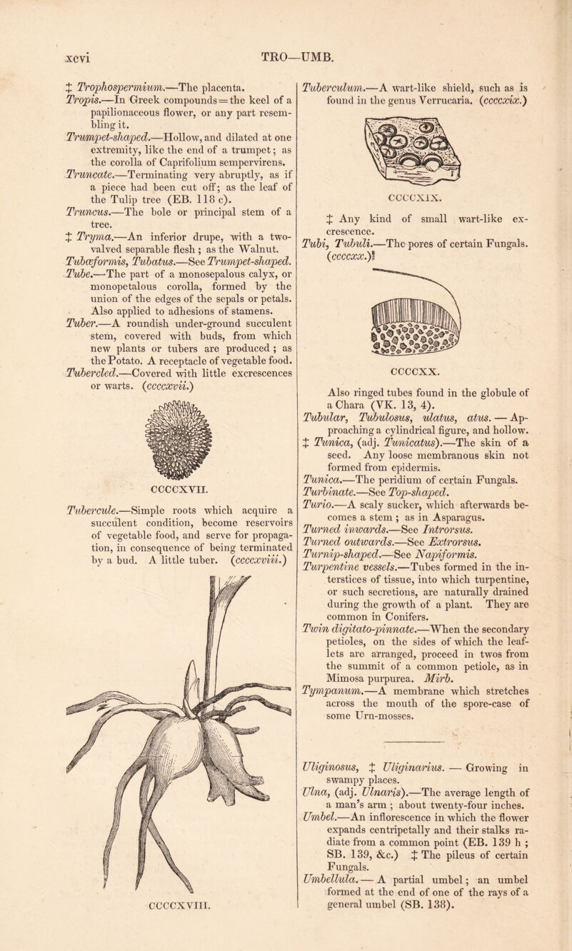 TRO—UMB. X Trophospermium.—The placenta. Tropis.—In Greek compounds=the keel of a papilionaceous flower, or any part resem¬ bling it. Trumpet-sliaped.—Hollow, and dilated at one extremity, like the end of a trumpet; as the corolla of Caprifolium sempervirens. Truncate.—Terminating very abruptly, as if a piece had been cut off; as the leaf of the Tulip tree (EB. 118 c). Truncus.—The bole or principal stem of a tree. X Pryma.—An inferior drupe, with a two- valved separable flesh ; as the Walnut. Tubceformis, Tubatus.—See Trumpet-sliaped. Tube.-—'The part of a monosepalous calyx, or monopetalous corolla, formed by the union of the edges of the sepals or petals. Also applied to adhesions of stamens. Tuber.—A roundish under-ground succulent stem, covered with buds, from which new plants or tubers are produced ; as the Potato. A receptacle of vegetable food. Tubercled.—Covered with little excrescences or warts, (ccccxvii.) CCCCXVII. Tubercule.—Simple roots which acquire a succulent condition, become reservoirs of vegetable food, and serve for propaga¬ tion, in consequence of being terminated by a bud. A little tubei’. (ccccxviii.) Tuberculum.—A wart-like shield, such as is found in the genus Verrucaria. (ccccxix.) CCCCXIX. X Any kind of small wart-like ex¬ crescence. Tubi, Tubuli.—The pores of certain Fungals. (ccccxx.)l ccccxx. Also ringed tubes found in the globule of aChara (VK. 13, 4). Tubtdar, Tubulosus, ulatus, atus. — Ap¬ proaching a cylindrical figure, and hollow. X Tunica, (adj. Tmiicatus).—The skin of a seed. Any loose membranous skin not formed from epidermis. Tunica.—The peridium of certain Fungals. Turbinate.—See Top-shaped. Turio.—A scaly sucker, which afterwards be¬ comes a stem ; as in Asparagus. Turned inwards.—See Introrsus. Turned outwards.—See Extrorsus. Turnip-shapecl.—See Napiformis. Turpentine vessels.—Tubes formed in the in¬ terstices of tissue, into which turpentine, or such secretions, are naturally drained during the growth of a plant. They are common in Conifers. Twin digitato-pinnate.—When the secondary petioles, on the sides of which the leaf¬ lets are arranged, proceed in twos from the summit of a common petiole, as in Mimosa purpurea. Mirb. Tympanum.—A membrane which stretches across the mouth of the spore-case of some Urn-mosses. Uliginosus, X Uliginarius. — Growing in swampy places. Ulna, (adj. Ulnaris).—The average length of a man’s arm ; about twenty-four inches. Umbel.—An inflorescence in which the flower expands centripetally and their stalks ra¬ diate from a common point (EB. 139 h ; SB. 139, &c.) X The pileus of certain Fungals. Umbellula. — A partial umbel; an umbel formed at the end of one of the rays of a general umbel (SB. 138).