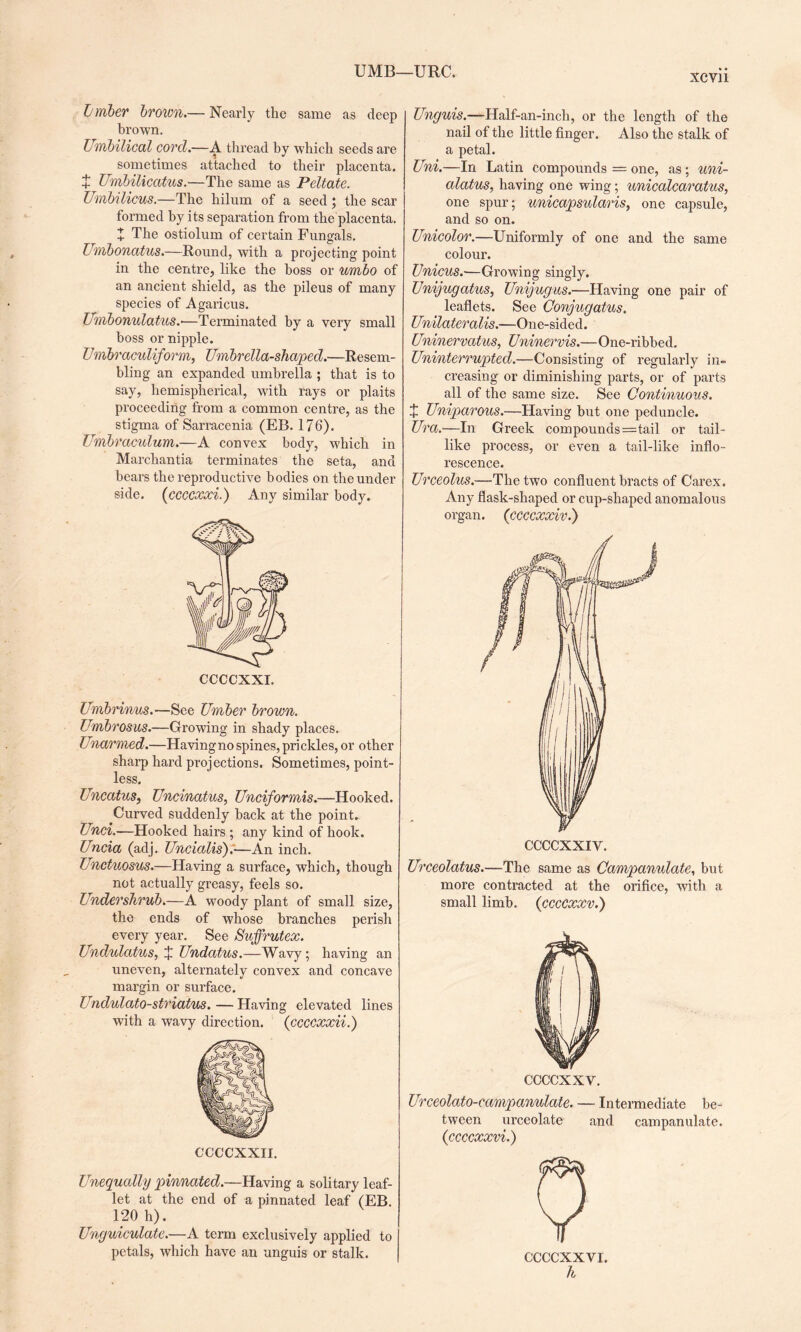 UMB—URC. XCVll timber brown.— Nearly the same as deep brown. Umbilical corcl.—A thread by which seeds are sometimes attached to their placenta. + Umbilicatus.—The same as Peltate. Umbilicus.—The hilum of a seed; the scar formed by its separation from the placenta. X The ostiolum of certain Fungals. Umbonatus.—Round, with a projecting point in the centre, like the boss or umbo of an ancient shield, as the pileus of many species of Agaricus. Umbonulatus.—Terminated by a very small boss or nipple. Umbraculiform, Umbrella-shaped.—Resem¬ bling an expanded umbrella ; that is to say, hemispherical, with rays or plaits proceeding from a common centre, as the stigma of Sarracenia (EB. 176). Umbraculum.—A convex body, which in Marchantia terminates the seta, and bears the reproductive bodies on the under side. (ccccxxi.) Any similar body. Umbrinus.—See Umber brown. Umbrosus.—Growing in shady places. Unarmed.—Having no spines, prickles, or other sharp hard projections. Sometimes, point¬ less. Uncatus, Uncinatus, Unciformis.—Hooked. Curved suddenly back at the point. Unci.—Hooked hairs ; any kind of hook. Uncia (adj. Uncialis).'—An inch. Unctuosus.—Having a surface, which, though not actually greasy, feels so. Undershrub.—A woody plant of small size, the ends of whose branches perish every year. See Suffrutex. Undulatus, J Undatus.—Wavy; having an uneven, alternately convex and concave margin or surface. Undulato-striatm. — Having elevated lines with a wavy direction. (ccccxxii.) CCCCXXII. Unequally pinnated.—Having a solitary leaf¬ let at the end of a pinnated leaf (EB. 120 h). Unguiculate.—A term exclusively applied to petals, which have an unguis or stalk. Unguis.—Half-an-inch, or the length of the nail of the little finger. Also the stalk of a petal. Uni.—In Latin compounds = one, as; uni- alatus, having one wing; unicalcaratus, one spur; unicapsularis, one capsule, and so on. Unicolor.—Uniformly of one and the same colour. Unicus.—Growing singly. Unijugatus, Unijugus.—Having one pair of leaflets. See Conjugatus. Unilateralis.—One-sided. Uninervatus, Uninervis.—One-ribbed. Uninterrupted.—Consisting of regularly in¬ creasing or diminishing parts, or of parts all of the same size. See Continuous. + Uniparous.—Having but one peduncle. Ura.—In Greek compounds=tail or tail¬ like process, or even a tail-like inflo¬ rescence. Urceolus.—The two confluent bracts of Carex. Any flask-shaped or cup-shaped anomalous organ, (ccccxxiv.) Urceolatus.—The same as Campanulate, but more contracted at the orifice, with a small limb. (cccCxxv.) CCCCXXV. Urceolato-campanulate. — Intermediate be¬ tween urceolate and campanulate. (ccccxxvi.) CCCCXXV I. k