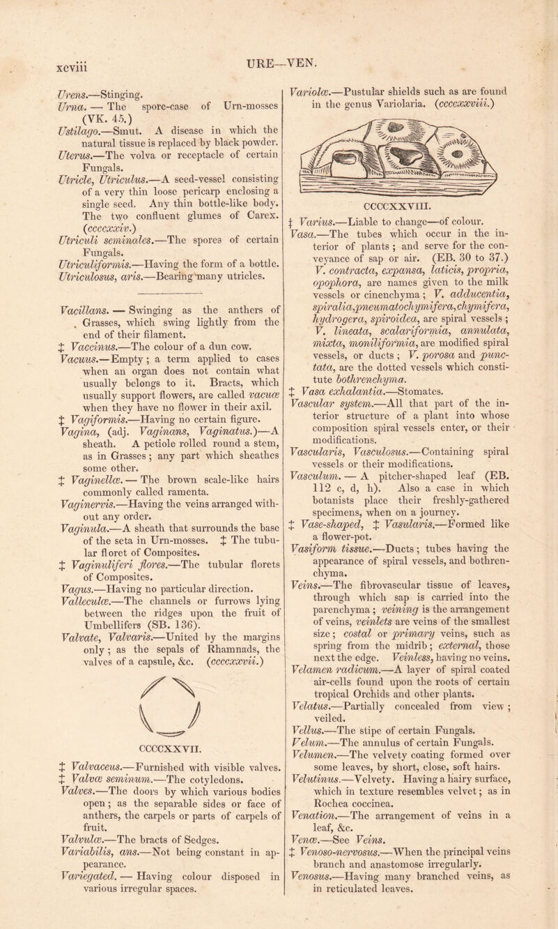 URE—YEN. Urens.—Stinging. Urna. — The spore-case of Urn-mosses (YK. 45.) Ustilago.—Smut. A disease in which the natural tissue is replaced by black powder. Uterus.—The volva or receptacle of certain Fungals. Utricle, Utriculus.—A seed-vessel consisting of a very thin loose pericarp enclosing a single seed. Any thin bottle-like body. The two confluent glumes of Carex. (ccccxxiv.) Utriculi seminales.—The spores of certain Fungals. Utriculiformis.—Having the form of a bottle. Utriculosus, aris.—Bearing'many utricles. Vacillans. — Swinging as the anthers of . Grasses, which swing lightly from the end of their filament. X Vaccinus.—The colour of a dun cow. Vacuus.—Empty; a term applied to cases when an organ does not contain what usually belongs to it. Bracts, which usually support flowers, are called vacuce when they have no flower in their axil. X Vagiformis.—Having no certain figure. Vagina, (adj. Vaginans, Vaginatus.)—A sheath. A petiole rolled round a stem, as in Grasses ; any part which sheathes some other. X VaginellcE. — The brown scale-like hairs commonly called ramenta. Vaginervis.—Having the veins arranged with¬ out any order. Vaginula.—A sheath that surrounds the base of the seta in Urn-mosses. X The tubu¬ lar floret of Composites. X Vaginuliferi fores.—The tubular florets of Composites. Vagus.—Having no particular direction. ValleculcB.—The channels or furrows lying between the ridges upon the fruit of Umbellifers (SB. 136). Valvate, Valvaris.—United by the margins only ; as the sepals of Rhamnads, the valves of a capsule, &c. (ccccxxvii.) CCCCXXVII. X Valvaceus.—Furnished with visible valves. J Valvcc seminum.—The cotyledons. Valves.—The doors by which various bodies open; as the separable sides or face of anthers, the carpels or parts of carpels of fruit. Valvulce.—The bracts of Sedges. Variabilis, ans.—Not being constant in ap¬ pearance. Variegated. — Having colour disposed in various irregular spaces. Variolce.—Pustular shields such as are found in the genus Variolaria. (ccccxxviii.) j: Varius.—Liable to change—of colour. Vasa.—The tubes which occur in the in¬ terior of plants ; and serve for the con¬ veyance of sap or air. (EB. 30 to 37.) V. contracta, expansa, laticis, propria, opophora, are names given to the milk vessels or cinenchyma ; V. adducentia, spiralia,pneumatochymifera,chymifera, hydrogera, spiroidea, are spiral vessels ; V. lineata, scalar if or mia, annulata, mixta, monilifor'mia, are modified spiral vessels, or ducts ; V. porosa and punc¬ tata, are the dotted vessels which consti¬ tute botlirenchyma. £ Vasa exhalantia.—Stomates. Vascular system.—All that part of the in¬ terior structure of a plant into whose composition spiral vessels enter, or their modifications. Vascularis, Vascidosus.—Containing spiral vessels or their modifications. Vasculum. — A pitcher-shaped leaf (EB. 112 c, d, h). Also a case in which botanists place their freshly-gathered specimens, when on a journey. X Vase-shaped, X Vasularis.—Formed like a flower-pot. Vasiform tissue.—Ducts; tubes having the appearance of spiral vessels, and bothren- chyma. Veins.—The fibrovascular tissue of leaves, through which sap is carried into the parenchyma ; reining is the arrangement of veins, veinlets are veins of the smallest size; costal or primary veins, such as spring from the midrib; external, those next the edge. Veinless, having no veins. Velamen radicum.—A layer of spiral coated air-cells found upon the roots of certain tropical Orchids and other plants. Velatus.—Partially concealed from view ; veiled. Vellus.—The stipe of certain Fungals. Velum.—The annulus of certain Fungals. Velumen.—The velvety coating formed over some leaves, by short, close, soft hairs. Velutinus.—Yelvety. Having a hairy surface, which in texture resembles velvet; as in Rochea coccinea. Venation.—The arrangement of veins in a leaf, &c. Venae.—See Veins. X Venoso-nervosus.—When the principal veins branch and anastomose irregularly. Venosus.—Having many branched veins, as in reticulated leaves.