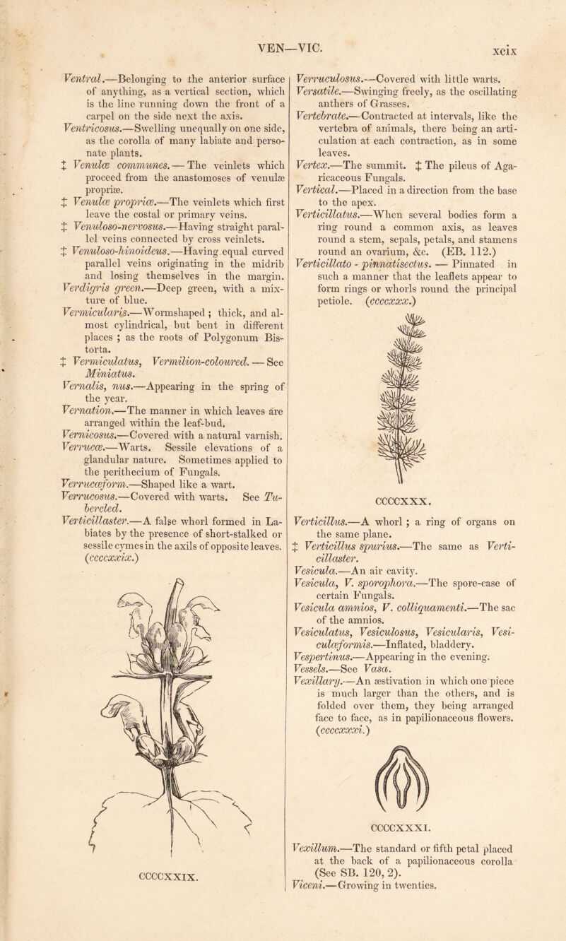 YEN—VIC. XC1X Ventral.—Belonging to .the anterior surface of anything, as a vertical section, which is the line running down the front of a carpel on the side next the axis. Ventricosus.—Swelling unequally on one side, as the corolla of many labiate and perso¬ nate plants. + Venulce communes. — The veinlets which proceed from the anastomoses of venulse proprise. J Venulce proprice.—The veinlets which first leave the costal or primary veins. X Vennloso-nervosus.—Having straight paral¬ lel veins connected by cross veinlets. + Venuloso-hinoideus.—Having.equal curved parallel veins originating in the midrib and losing themselves in the margin. Verdigris green.—Deep green, with a mix¬ ture of blue. Vermicularis.—Wormshaped; thick, and al¬ most cylindrical, but bent in different places ; as the roots of Polygonum Bis- torta. t Vermiculatus, Vermilion-coloured. — See Miniatus. Vernalis, nus.-—Appearing in the spring of the year. Vernation.—The manner in which leaves are arranged within the leaf-bud. Vernicosus.—Covered with a natural varnish. Verrucce.—Warts. Sessile elevations of a glandular nature. Sometimes applied to the perithecium of Fungals. Verrucceform.—Shaped like a wart. Verrucosus.—Covered with warts. See Tu¬ ber ded. Verticillaster.—A false whorl formed in La¬ biates by the presence of short-stalked or sessile cymes in the axils of opposite leaves. (ccccxxix.) Verruculosus.—Covered with little warts. Versatile.—Swinging freely, as the oscillating anthers of Grasses. Vertebrate.—Contracted at intervals, like the vertebra of animals, there being an arti¬ culation at each contraction, as in some leaves. Vertex.—The summit. X The pileus of Aga- ricaceous Fungals. Vertical.—Placed in a direction from the base to the apex. Verticillatus.—When several bodies form a ring round a common axis, as leaves round a stem, sepals, petals, and stamens round an ovarium, &c. (EB. 112.) Verticillato - pinnatisectus. — Pinnated in such a manner that the leaflets appear to form rings or whorls round the principal petiole, (ccccxxx.) CCCCXXX. Verticillus.—A whorl; a ring of organs on the same plane. X Verticillus spurius.—The same as Verti¬ cillaster. Vesiculci.—An air cavity. Vesiculct, V. sporopliorci.—The spore-case of certain Fungals. Vesicula amnios, V. colliquamenti.—The sac of the amnios. Vesiculcitus, Vesiculosus, Vesicularis, Vesi- culceformis.—Inflated, bladdery. Vespertinus.—Appearing in the evening. Vessels.—See Vasa. Vexillary.—An aestivation in which one piece is much larger than the others, and is folded over them, they being arranged face to face, as in papilionaceous flowers. (ccccxxxi.) CCCCXXXI. Vexillum.—The standard or fifth petal placed at the back of a papilionaceous corolla (See SB. 120, 2). Viceni.—Growing in twenties.