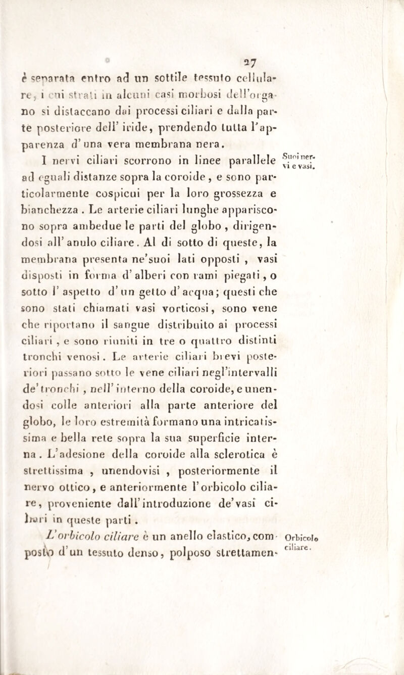 r senarata entro ad tin sottile tessuto cellula¬ re, ì 'ii strali in alcuni casi morbosi dell’orba* no si distaccano dai processi ciliari e dalla par¬ te posteriore dell’ iride, prendendo tutta Lap- parenza d’una vera membrana nera. I nervi ciliari scorrono in linee parallele ad eguali distanze sopra la coroide , e sono par¬ ticolarmente cospicui per la loro grossezza e bianchezza . Le arterie ciliari lunghe apparisco¬ no sopra ambedue le parti del globo , dirigen¬ dosi all’anulo ciliare. Al di sotto di queste, la membrana presenta ne’suoi lati opposti , vasi disposti in forma d’ alberi con rami piegati, o sotto T aspetto d on getto d’acqua; questi che sono stati chiamati vasi vorticosi, sono vene che riportano il sangue distribuito ai processi ciliari , e sono riuniti in tre o quattro distinti tronchi venosi. Le arterie ciliari bievi poste¬ riori passano sotto le vene ciliari negl’inlervalli de’tronchi , nell’inferno della coroide, e unen¬ dosi colle anteriori alla parte anteriore del globo, le loro estremità formano una intricatis¬ sima e bella rete sopra la sua superficie inter¬ na . L'adesione della coroide alla sclerotica è strettissima , unendovisi , posteriormente il nervo ottico, e anteriormente l’orbicolo cilia¬ re, proveniente dall’introduzione de’vasi ci¬ liari in queste parti . Lcubicolo ciliare è un anello elastico,com* posto d’un tessuto denso, polposo slrettamen- Suoi ner¬ vi e vasi. Orbicolo ciliare.