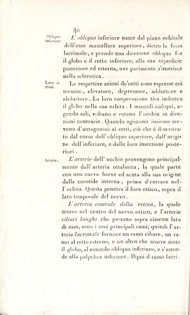 Obliquo inferiore Loro a- zioni. Arterie . 4« V obliquo inferiore nasce dal piano orbitale dell’osso mascellare superiore, dietro la fossa lacrimale, e prende una direzione obliqua fra il globo e il retto inferiore, alla sua superficie posteriore ed esterna, ove parimente s’inserisce nella sclerotica. Le respetti ve azioni de’retti sono espresse coi termini , elevatore, depressore, adduttore e abduttore. La loro cooperazione tira indietro il globo ntdla sua orbita . I muscoli obliqui, a- gendo soli, voltano e rotano l’occhio ir. dire- zioni contrarie. Quando agiscono insieme ser¬ vono d’antagonisti ai retti, ciò che è dimostra¬ to dal corso dell’obliquo superiore, dall’origi¬ ne dell’inferiore, e dalle loro inserzioni poste¬ riori . Uarterie dell’ occhio provengono principal¬ mente dall’arteria ottalmica , la quale parte con una curva breve ed acuta alla sua origine dalla carotide interna , prima d’entrare nel¬ l’orbita. Questa penetra il foro ottico, sopra il lato temporale del nervo. L arteria centrale della retina, la quale Scorre nel centro del nervo ottico, e Fartene ciliari lunghe che passano sopra ciascun lato di esso, sono i suoi principali rami; quindi l’ar¬ teria lacrimale fornisce un ramo ciliare, un ra¬ mo al retto esterno, e un altro che scorre sotto il globo, al muscolo obliquo inferiore, e s’esten¬ de alla palpebra inferiore. Dipoi il ramo lacri*