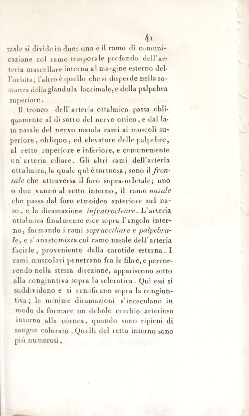 male si divide in due: uno è il ramo di comuni¬ cazione col ramo temporale profondo dell ar¬ teria mascellare intei ria al margine esterno del* Forbita; l’altro è quello che si disperde nella so¬ stanza delia gianduia laci imale,e della palpebra superiore. Il tronco dell arteria oftalmica passa obli¬ quamente al di sotto del nervo ottico, e dal la* to nasale del nervo manda rami ai muscoli su¬ periore , obliquo, ed elevatore delle palpebre, al retto superiore e inferiore, e comunemente un arteria ciliare. Gli altri rami dell’ arteria oftalmica, la quale qui è tortuosa , sono \\ fron¬ tale ohe attraversa il foro sopra-oib tale; uno o due vanno al retto intei no, il ramo nasale che passa dal foro etmoideo anteriore nel na¬ so , e la diramazione ìnfratrocleare. L’arteria oftalmica finalmente esce sopra l’angolo inter¬ no, formando i rami sopracciliare e palpebra¬ le, e s’ anastom/zza col ramo nasale dell’arteria faciale, proveniente dalla carotide esterna. I rami muscolari penetrano fra le fibre, e percor¬ rendo nella stessa direzione, appariscono sotto alla congiuntiva sopra la sclerotica . Qui essi si suddividono e si ramificano sopra la congiun¬ tiva ; le minime diramazioni s’inosculano in modo da foimare un debole cenino arterioso intorno alla cornea, quando sono ripieni di sangue colorato .Quelli del retto interno sono più numerosi.