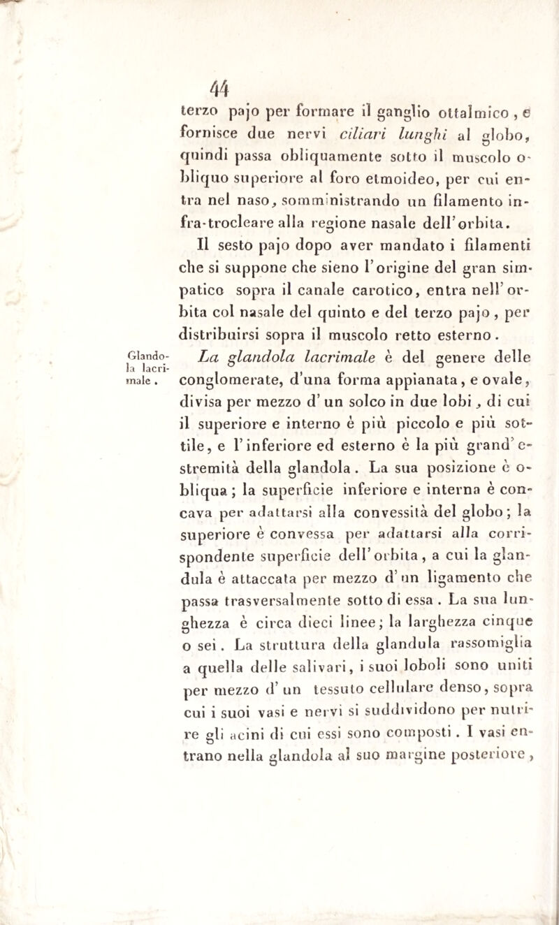 Glando¬ la lacri¬ male . 44 terzo pajo per formare iì ganglio otfalmico , e fornisce due nervi ciliari lunghi al «lobo, quindi passa obliquamente sotto il muscolo o- bliquo superiore al foro etmoideo, per cui en¬ tra nel naso, somministrando un filamento in- fra*trocleare alla regione nasale delLorbita. Il sesto pajo dopo aver mandato i filamenti che si suppone che sieno Yorigine del gran sim¬ patico sopra il canale carotico, entra nell5 or¬ bita col nasale del quinto e del terzo pajo, per distribuirsi sopra il muscolo retto esterno. La glandola lacrimale è dei genere delle conglomerate, duna forma appianata, e ovale, divisa per mezzo d’ un solco in due lobi, di cui il superiore e interno è più piccolo e piu sot¬ tile, e l’inferiore ed esterno è la più grand’e¬ stremità della glandola . La sua posizione è o- bliqua; la superficie inferiore e interna è con¬ cava per adattarsi alla convessità del globo; la superiore è convessa per adattarsi alla corri¬ spondente superficie dell’orbita, a cui la gian¬ duia è attaccata per mezzo d’un ligamento che passa trasversalmente sottodi essa . La sua lun¬ ghezza è circa dieci linee; la larghezza cinque o sei . La struttura della gianduia rassomiglia a quella delle salivari, i suoi 1 oboii sono uniti per mezzo d’ un tessuto cellulare denso, sopra cui i suoi vasi e nervi si suddividono per nutri¬ re gli acini di cui essi sono composti . I vasi en¬ trano nella glandola aì suo margine posteriore ,