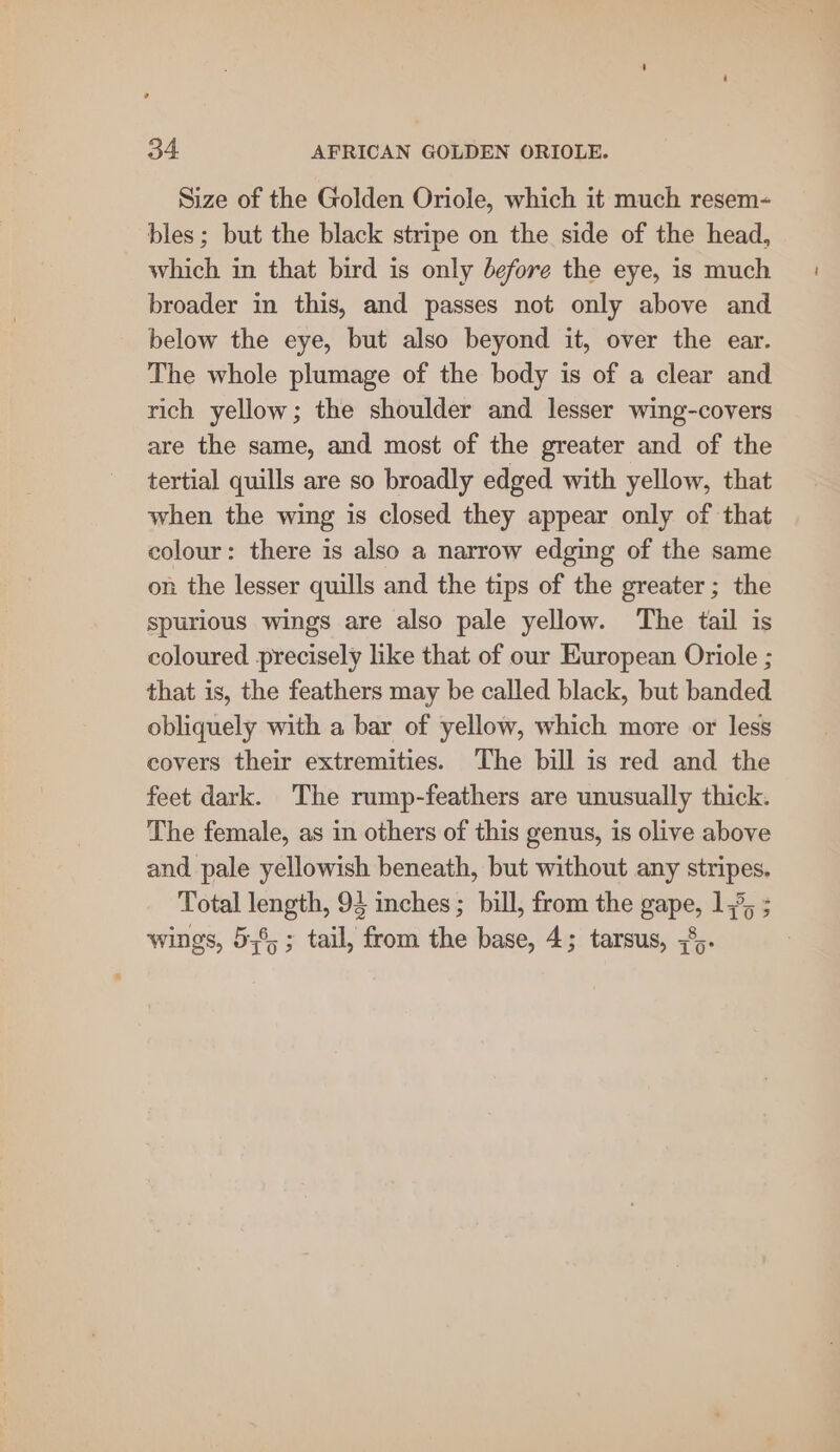 Size of the Golden Oriole, which it much resem- bles; but the black stripe on the side of the head, which in that bird is only before the eye, is much broader in this, and passes not only above and below the eye, but also beyond it, over the ear. The whole plumage of the body is of a clear and rich yellow; the shoulder and lesser wing-covers are the same, and most of the greater and of the tertial quills are so broadly edged with yellow, that when the wing is closed they appear only of that colour: there is also a narrow edging of the same on the lesser quills and the tips of the greater; the spurious wings are also pale yellow. The tail is coloured precisely like that of our European Oriole ; that is, the feathers may be called black, but banded obliquely with a bar of yellow, which more or less covers their extremities. The bill is red and the feet dark. The rump-feathers are unusually thick. The female, as in others of this genus, is olive above and pale yellowish beneath, but without any stripes. Total length, 94 inches ; bill, from the gape, 1,°; ; wings, 5;6,; tail, from the base, 4; tarsus, 38.