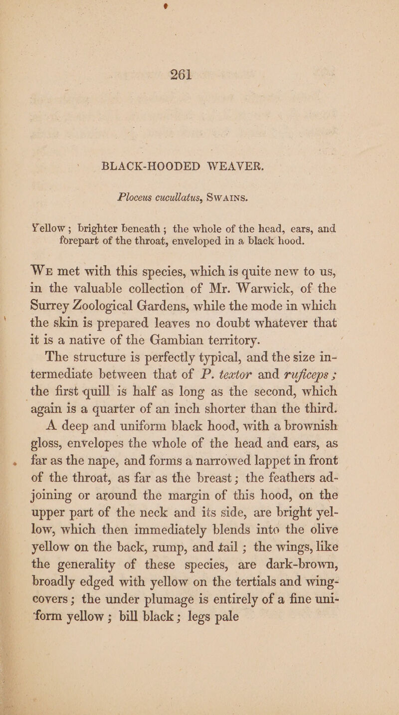 BLACK-HOODED WEAVER. Ploceus cucullatus, Sw AINs. Yellow; brighter beneath ; the whole of the head, cars, and forepart of the throat, enveloped in a black hood. WE met with this species, which is quite new to us, in the valuable collection of Mr. Warwick, of the Surrey Zoological Gardens, while the mode in which the skin is prepared leaves no doubt whatever that it is a native of the Gambian territory. The structure is perfectly typical, and the size in- termediate between that of P. tevtor and ruficeps ; the first quill is half as long as the second, which again is a quarter of an inch shorter than the third. A deep and uniform black hood, with a brownish gloss, envelopes the whole of the head and ears, as far as the nape, and forms a narrowed lappet in front of the throat, as far as the breast; the feathers ad- joining or around the margin of this hood, on the upper part of the neck and its side, are bright yel- low, which then immediately blends into the olive yellow on the back, rump, and tail ; the wings, like the generality of these species, are dark-brown, broadly edged with yellow on the tertials and wing- covers; the under plumage is entirely of a fine uni- ‘form yellow ; bill black ; legs pale