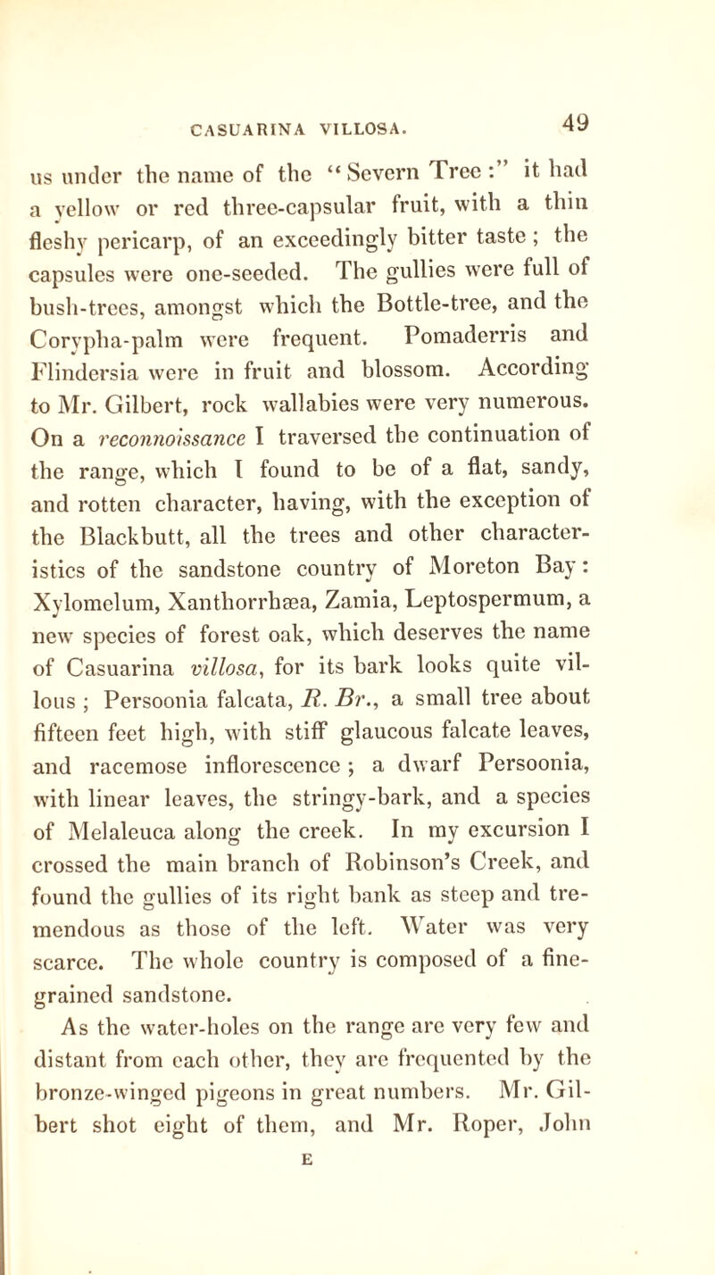 CASUARINA VILLOSA. us under the name of the “ Severn Tree : ’ it had a yellow or red three-capsular fruit, with a thin fleshy pericarp, of an exceedingly bitter taste ; the capsules were one-seeded. The gullies were full of bush-trees, amongst which the Bottle-tree, and the Corvpha-palm were frequent. Pomaderris and Flindersia were in fruit and blossom. According to Mr. Gilbert, rock wallabies were very numerous. On a reconnohsance I traversed the continuation oi the rano-e, which I found to be of a flat, sandy, and rotten character, having, with the exception of the Blackbutt, all the trees and other character¬ istics of the sandstone country of Moreton Bay: Xylomelum, Xanthorrhaea, Zamia, Leptospermum, a new species of forest oak, which deserves the name of Casuarina villosci, for its bark looks quite vil¬ lous ; Persoonia falcata, R. Br., a small tree about fifteen feet high, with stiff glaucous falcate leaves, and racemose inflorescence; a dwarf Persoonia, with linear leaves, the stringy-bark, and a species of Melaleuca along the creek. In my excursion I crossed the main branch of Robinson’s Creek, and found the gullies of its right bank as steep and tre¬ mendous as those of the left. Water was very scarce. The whole country is composed of a fine¬ grained sandstone. As the water-holes on the range arc very few and distant from each other, they are frequented by the bronze-winged pigeons in great numbers. Mr. Gil¬ bert shot eight of them, and Mr. Roper, John E