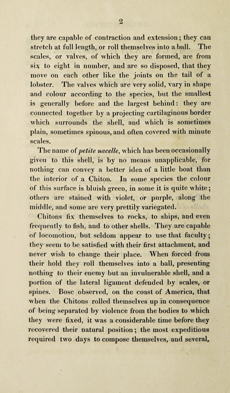 they are capable of contraction and extension; they can stretch at full length, or roll themselves into a ball. The scales, or valves, of which they are formed, are from six to eight in number, and are so disposed, that they move on each other like the joints on the tail of a lobster. The valves which are very solid, vary in shape and colour according to the species, but the smallest is generally before and the largest behind: they are connected together by a projecting cartilaginous border which surrounds the shell, and which is sometimes plain, sometimes spinous, and often covered with minute scales. The name of petite nacelle^ which has been occasionally given to this shell, is by no means unapplicable, for nothing can convey a better idea of a little boat than the interior of a Chiton. In some species the colour of this surface is bluish green, in some it is quite white; others are stained with violet, or purple, along the middle, and some are very prettily variegated. Chitons fix themselves to rocks, to ships, and even frequently to fish, and to other shells. They are capable of locomotion, but seldom appear to use that faculty; they seem to be satisfied with their first attachment, and never wish to change their place. When forced from their hold they roll themselves into a ball, presenting nothing to their enemy but an invulnerable shell, and a portion of the lateral ligament defended by scales, or spines. Bose observed, on the coast of America, that when the Chitons rolled themselves up in consequence of being* separated by violence from the bodies to which they were fixed, it was a considerable time before they recovered their natural position; the most expeditious required two days to compose themselves, and several.