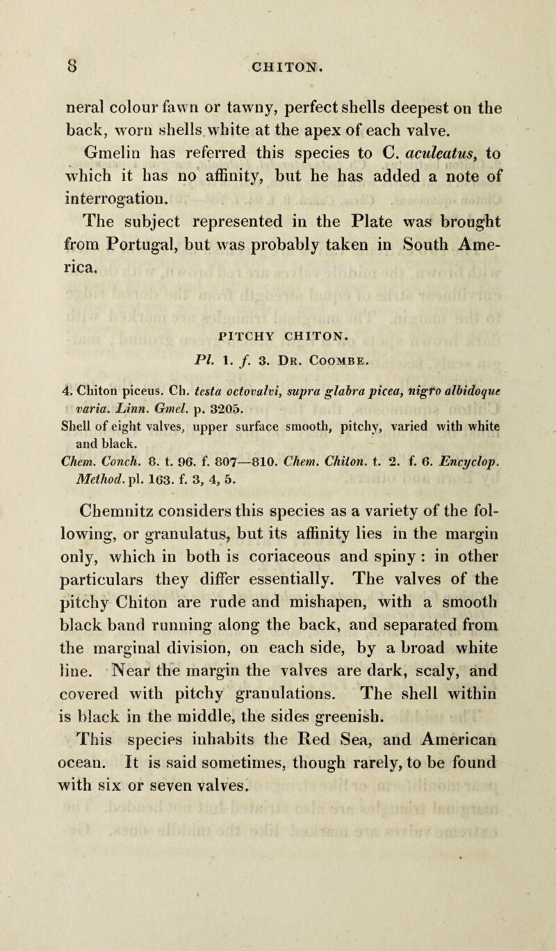 neral colour fawn or tawny, perfect shells deepest on the back, worn shells.white at the apex of each valve. Gmelin has referred this species to C. aculeatus, to which it has no’ affinity, but he has added a note of interrogation. The subject represented in the Plate was brought from Portugal, but was probably taken in South Ame¬ rica. PITCHY CHITON. PI. 1. /. 3. Dr. Coombe. 4. Chiton piceus. Ch, testa octovalvi, supra glabra picea, nigro albidoque varia. Linn. Grnel. p. 3205. Shell of eight valves, upper surface smooth, pitchy, varied with white and black. Chem. Conch. 8. t. 96. f. 807—810. Chem. Chiton, t. 2. f. 6. Encyclop. Method, pi. 163. f. 3, 4, 5. Chemnitz considers this species as a variety of the fol¬ lowing, or granulatus, but its affinity lies in the margin only, which in both is coriaceous and spiny: in other particulars they differ essentially. The valves of the pitchy Chiton are rude and mishapen, with a smooth black band running along the back, and separated from the marginal division, on each side, by a broad white line. Near the margin the valves are dark, scaly, and covered with pitchy granulations. The shell within is black in the middle, the sides greenish. This species inhabits the Red Sea, and American ocean. It is said sometimes, though rarely, to be found with six or seven valves.