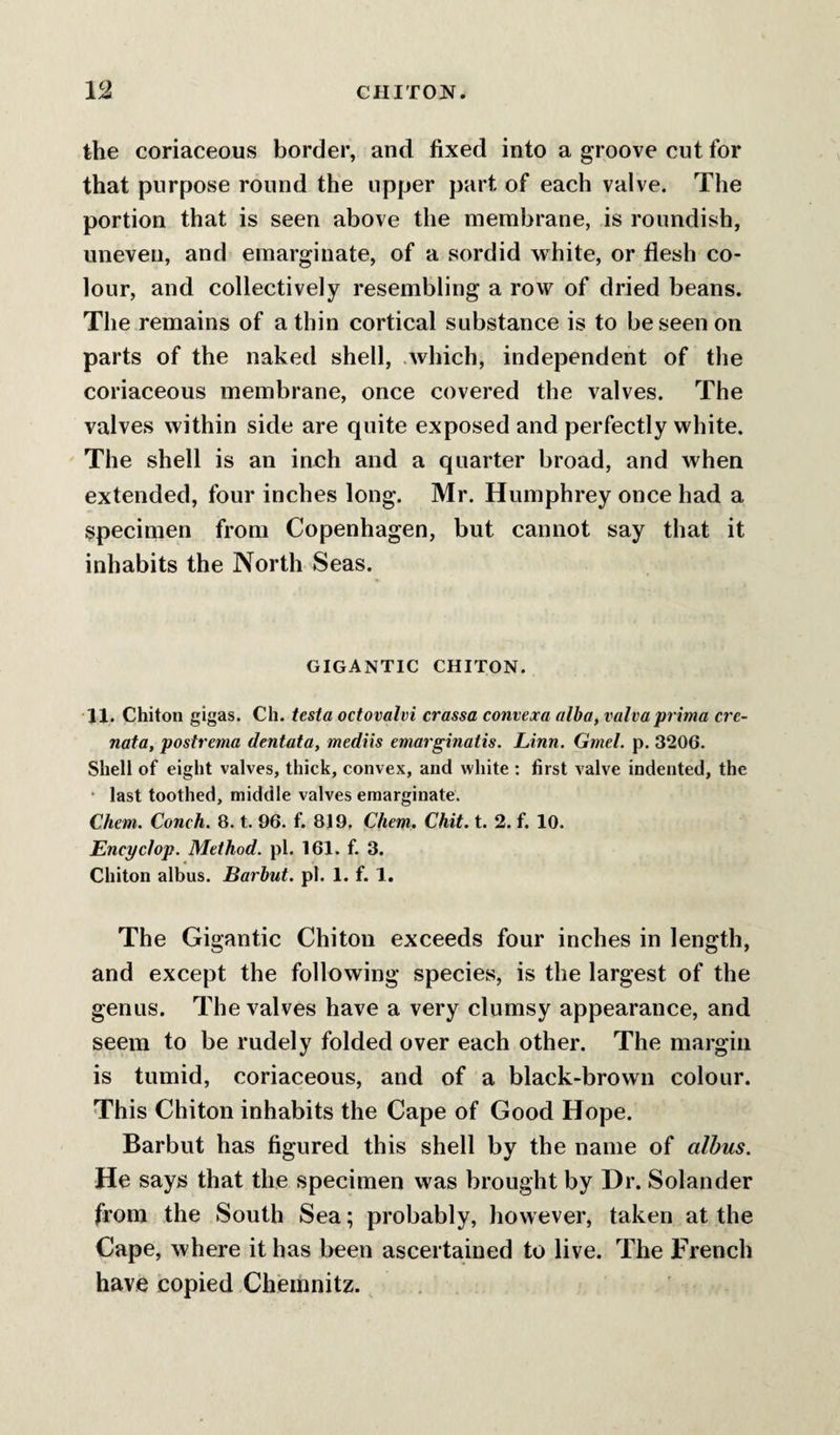 the coriaceous border, and fixed into a groove cut for that purpose round the upper part of each valve. The portion that is seen above the membrane, is roundish, uneven, and emarginate, of a sordid white, or flesh co¬ lour, and collectively resembling a row of dried beans. The remains of a thin cortical substance is to be seen on parts of the naked shell, .which, independent of the coriaceous membrane, once covered the valves. The valves within side are quite exposed and perfectly white. The shell is an inch and a quarter broad, and when extended, four inches long. Mr. Humphrey once had a specimen from Copenhagen, but cannot say that it inhabits the North Seas. GIGANTIC CHITON. 11. Chiton gigas. Ch. testa octovalvi crassa convexa alba, valvaprima cre- nata, postrema dentata, medits eniarginatis. Linn. Gmel. p. 3206. Shell of eight valves, thick, convex, and white : first valve indented, the • last toothed, middle valves emarginate. Chem. Conch. 8. t. 96. f. 819, Chem. Chit. t. 2. f. 10. Encyclop. Method, pi. 161. f. 3. Chiton albus. Barbut. pi. 1. f. 1. The Gigantic Chiton exceeds four inches in length, and except the following species, is the largest of the genus. The valves have a very clumsy appearance, and seem to be rudely folded over each other. The margin is tumid, coriaceous, and of a black-brown colour. This Chiton inhabits the Cape of Good Hope. Barbut has figured this shell by the name of albus. He says that the specimen was brought by Dr. Solander from the South Sea; probably, however, taken at the Cape, where it has been ascertained to live. The French have copied Chemnitz.
