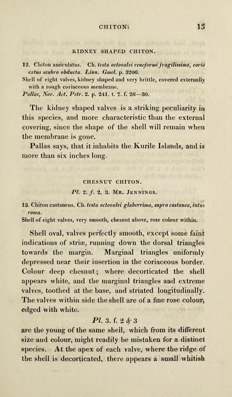 KIDNEY SHAPED CHITON. 12. Chiton aniiculatus. Ch. testa octovalvi reneformi fragilissima, corid extus scabro obducta. Linn. Gmel. p. 3206. Shell of eight valves, kidney shaped and very brittle, covered externally with a rough coriaceous membrane. Pallas, Noe. Act. Petr. 2. p. 241. t. 7. f. 26—30. The kidney shaped valves is a striking peculiarity in this species, and more characteristic than the external covering, since the shape of the shell will remain when the membrane is gone. Pallas says, that it inhabits the Kurile Islands, and is more than six inches long. CHESNUT CHITON. PI. 2. f. 2, 3. Mr. Jennings. 13. Chiton castaneus. Ch. testa octovalvi glaherrimu, supra castanea, intus rosea. Shell of eight valves, very smooth, chesnut above, rose colour within. Shell oval, valves perfectly smooth, except some faint indications of striae, running down the dorsal triangles towards the margin. Marginal triangles uniformly depressed near their insertion in the coriaceous border. Colour deep chesnut; where decorticated the shell appears white, and the marginal triangles and extreme valves, toothed at the base, and striated longitudinally. The valves within side the shell are of a fine rose colour^ edged with white. PI. .3. f. 2 ^ 3 are the young of the same shell, which from its different size and colour, might readily be mistaken for a distinct species. At the apex of each valve, where the ridge of the shell is decorticated, there appears a small whitish