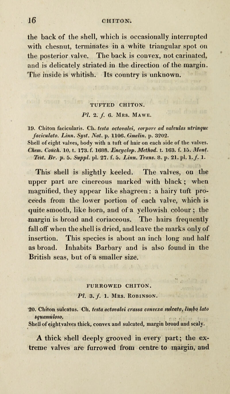 the back of the shell, which is occasionally interrupted with chesnut, terminates in a white triangular spot on the posterior valve. The back is convex, not carinated, and is delicately striated in the direction of the margin. The inside is whitish. Its country is unknown. TUFTED CHITON. PL 2. /. 6. Mrs. Mawe. 19. Chiton facicularis. Ch. testa octovalvi, eorpore ad valvulas utrinquc faciculato. Linn. Syst. Nat. p. 1106. Gmelin. p. 3202. Shell of eight valves, body with a tuft of hair on each side of the valves. Chem. Conch. 10. t. 173. f. 1688. Encyclop. Method, t. 163. f. 15. Mont. Test. Br. p. 5. Suppl. pi. 27. f. 5. Linn. Trans. 8. p. 21. pi. 1./. 1. This shell is slightly keeled. The valves, on the upper part are cinereous marked with black; when magnified, they appear like shagreen; a hairy tuft pro¬ ceeds from the lower portion of each valve, which is quite smooth, like horn, and of a yellowish colour ; the margin is broad and coriaceous. The hairs frequently fall off when the shell is dried, and leave the marks only of insertion. This species is about an inch long and half as broad. Inhabits Barbary and is also found in the British seas, but of a smaller size. FURROWED CHITON. PI. 3./. 1. Mrs. Robinson. 20. Chiton sulcatus. Ch. testa octovalvi crassa convexa sulcata, limbo lato squanmloso. . . Shell of eight valves thick, convex and sulcated, margin broad and scaly. ’ < ‘ A thick shell deeply grooved in every part; the ex¬ treme valves are furrowed from centre to margin, and