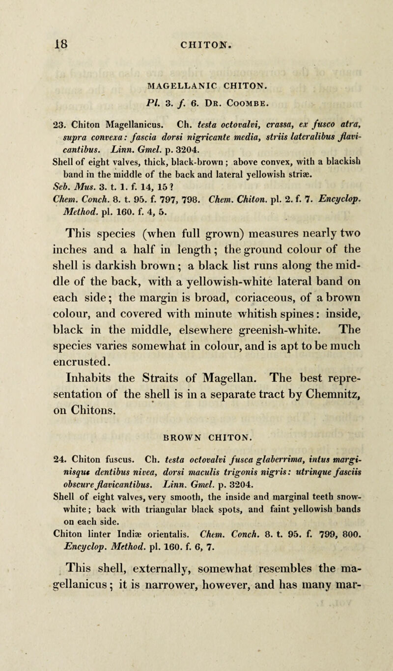 MAGELLANIC CHITON. PI. 3. /. 6. Dr. Coombe. 23. Chiton Magellanicus. Ch. testa octovalvi, crassa, ex fusco atra, supra convexa: fascia dorsi nigricante media, striis lateralibus Jlavi- cantibus. Linn. Gmel. p. 3204. Shell of eight valves, thick, black-brown; above convex, with a blackish band in the middle of the back and lateral yellowish striae. Seb. Mus. 3. t. 1. f. 14, 15? Chem. Conch. 8. t. 95. f. 797, 798. Chem. Chiton, pi. 2. f. 7. Encyclop. Method, pi. 160. f. 4, 5. This species (when full grown) measures nearly two inches and a half in length; the ground colour of the shell is darkish brown; a black list runs along the mid¬ dle of the back, with a yellowish-white lateral band on each side; the margin is broad, coriaceous, of a brown colour, and covered with minute whitish spines: inside, black in the middle, elsewhere greenish-white. The species varies somewhat in colour, and is apt to be much encrusted. Inhabits the Straits of Magellan. The best repre¬ sentation of the shell is in a separate tract by Chemnitz, on Chitons. BROWN CHITON. 24. Chiton fuscus. Ch. testa octovalvi fusca glaberrima, intus margi- nisque dentibus nivea, dorsi maculis trigonis nigris: utrinque fasciis obscure Jiavicantibus. Linn. Gmel. p. 3204. Shell of eight valves, very smooth, the inside and marginal teeth snow- white ; back with triangular black spots, and faint yellowish bands on each side. Chiton linter Indije orientalis. Chem. Conch. 8. t. 95. f. 799, 800. Encyclop. Method, pi. 160. f. 6, 7. This shell, externally, somewhat resembles the ma¬ gellanicus ; it is narrower, however, and has many mar-