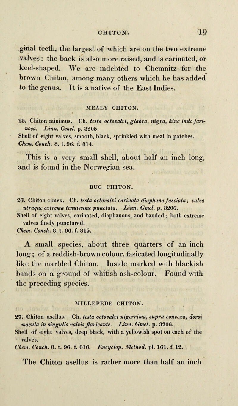 ginal teeth, the largest of which are on the two extreme valves: the back is also more raised, and is carinated, or keel-shaped. We are indebted to Chemnitz for the brown Chiton, among many others which he has added to the genus. It is a native of the East Indies. MEALY CHITON. 25. Chiton minimus. Ch. testa octovalvi, glabra, nigra, hinc inde fari- nosa. Linn. Gmel. p. 3205. Shell of eight valves, smooth, black, sprinkled with meal in patches. Chem. Conch, 8. t. 96. f. 814. This is a very small shell, about half an inch long, and is found in the Norwegian sea. BUG CHITON. 26. Chiton cimex. Ch. testa octovalvi carinata diaphana fasciata; valva ntraque extrema tenuissime punctata. Linn. Gmel. p. 3206. Shell of eight valves, carinated, diaphanous, and banded; both extreme valves finely punctured. Chem. Conch. 8. t. 96. f. 815. A small species, about three quarters of an inch long; of a reddish-brown colour, fasicated longitudinally like the marbled Chiton. Inside marked with blackish bands on a ground of whitish ash-colour. Found with the preceding species. MILLEPEDE CHITON. 27. Chiton asellus. Ch. testa octovalvi nigerrima, supra convexa, dorsi macula in singulis valvis Jlavicante. Linn. Gmel. p. 3206. Shell of eight valves, deep black, with a yellowish spot on each of the valves. Chem. Conch. 8. t. 96. f. 816. Encyclop. Method, pi. 161. f. 12. The Chiton asellus is rather more than half an inch